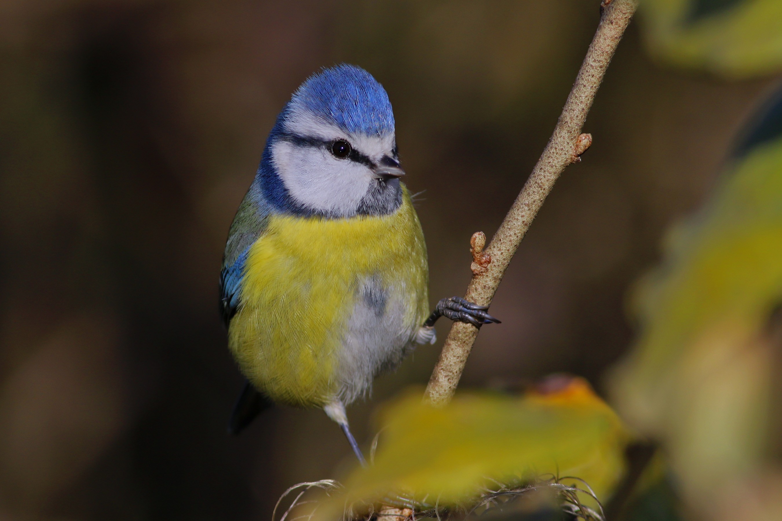 Eurasian Blue Tit
