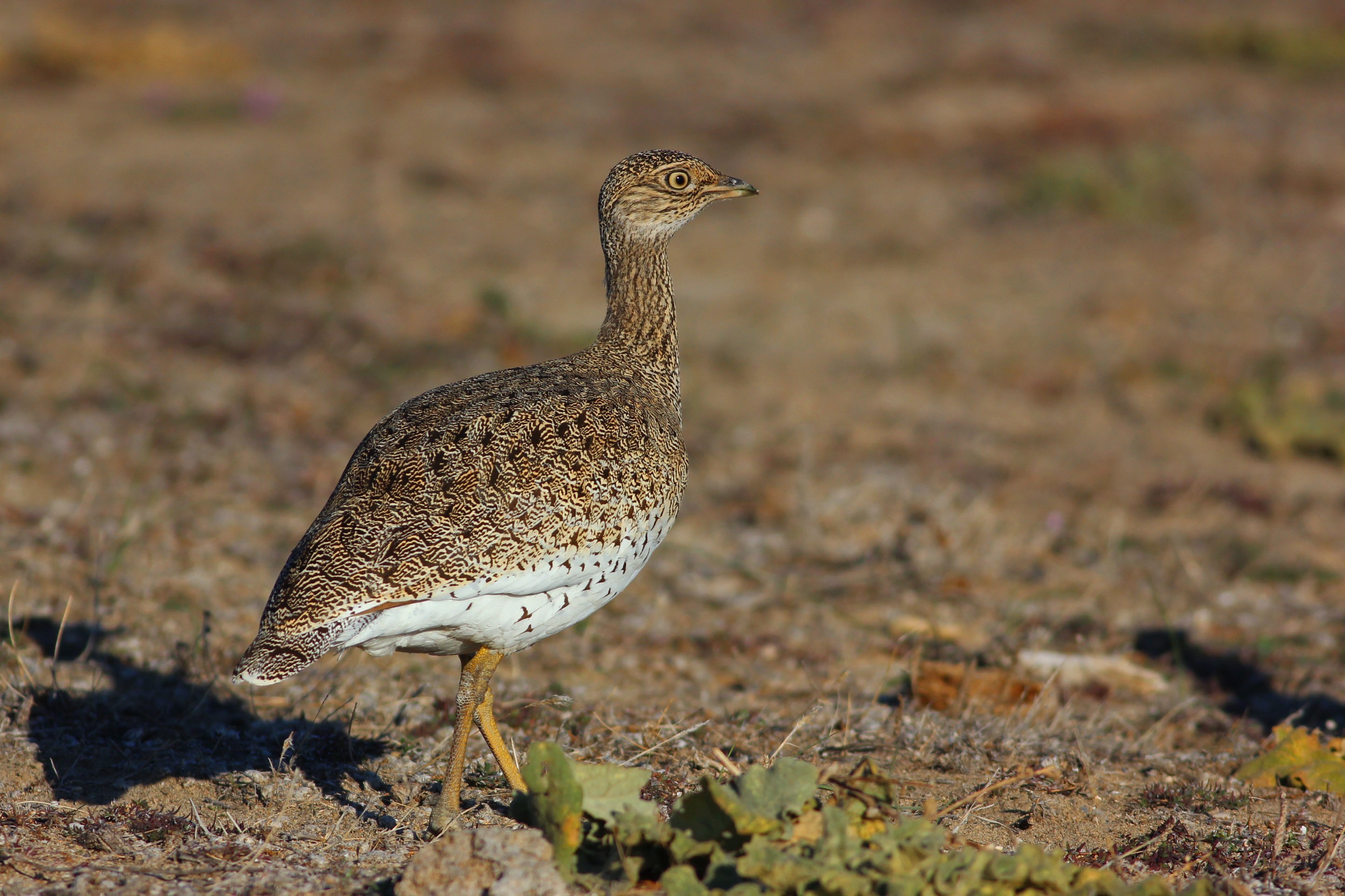 Little Bustard