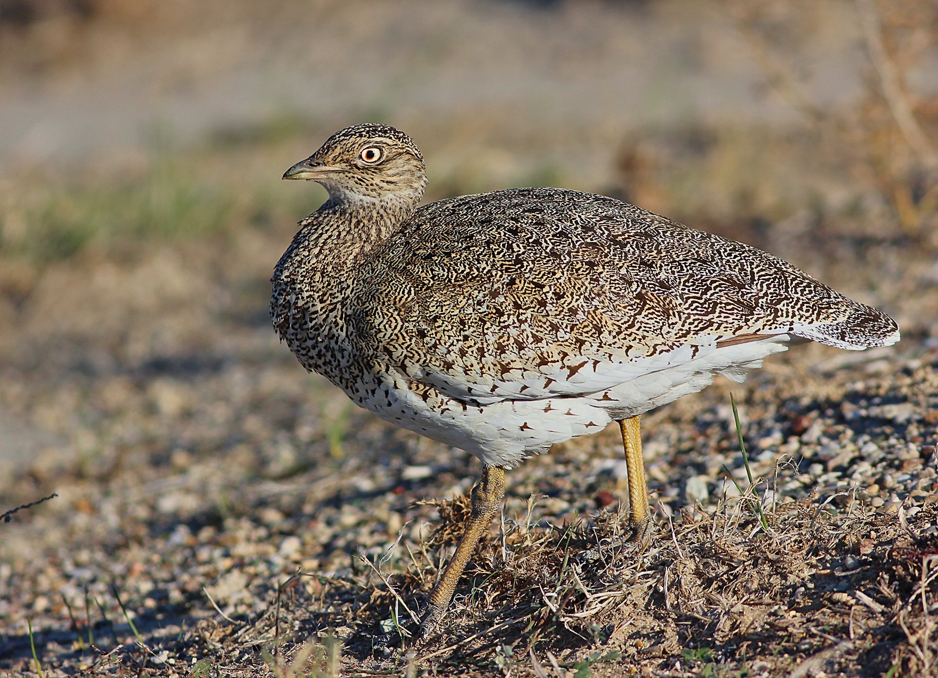 Little Bustard