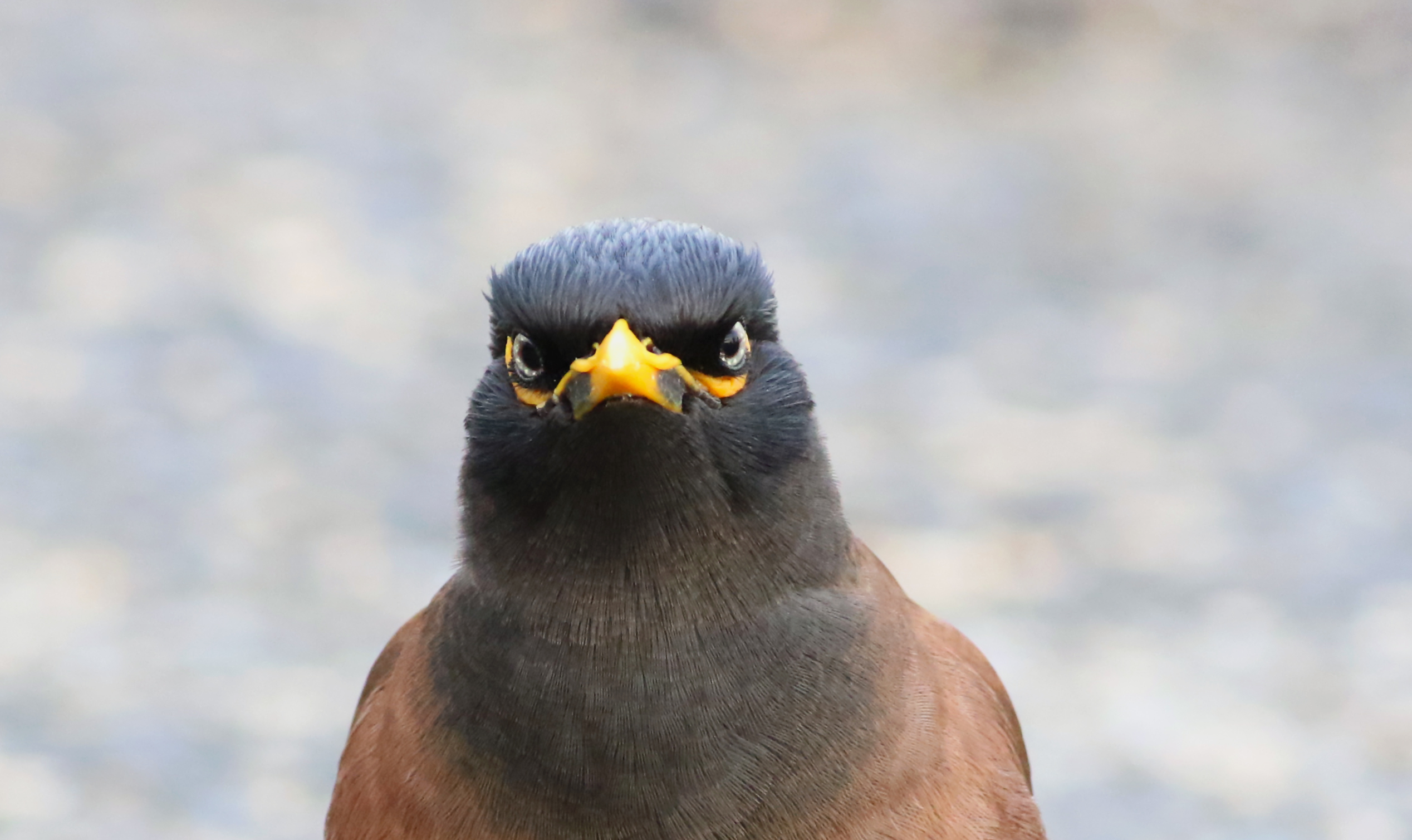 Common Myna