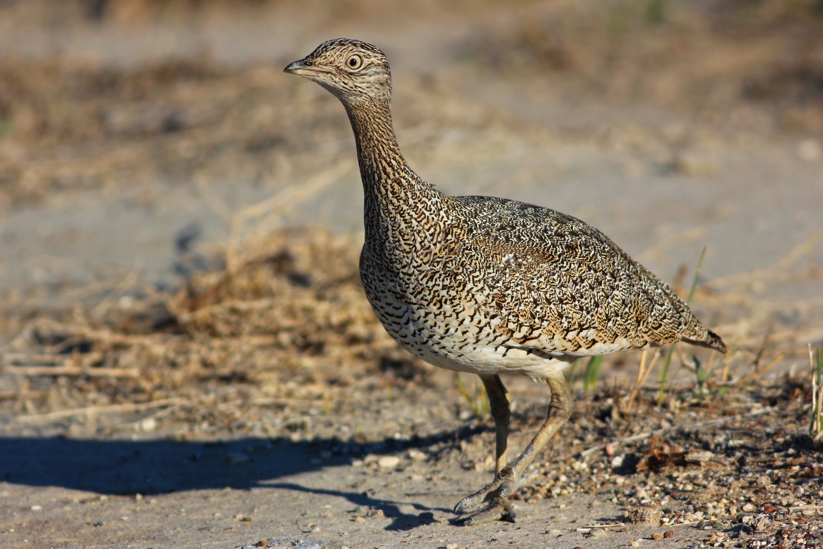 Little Bustard