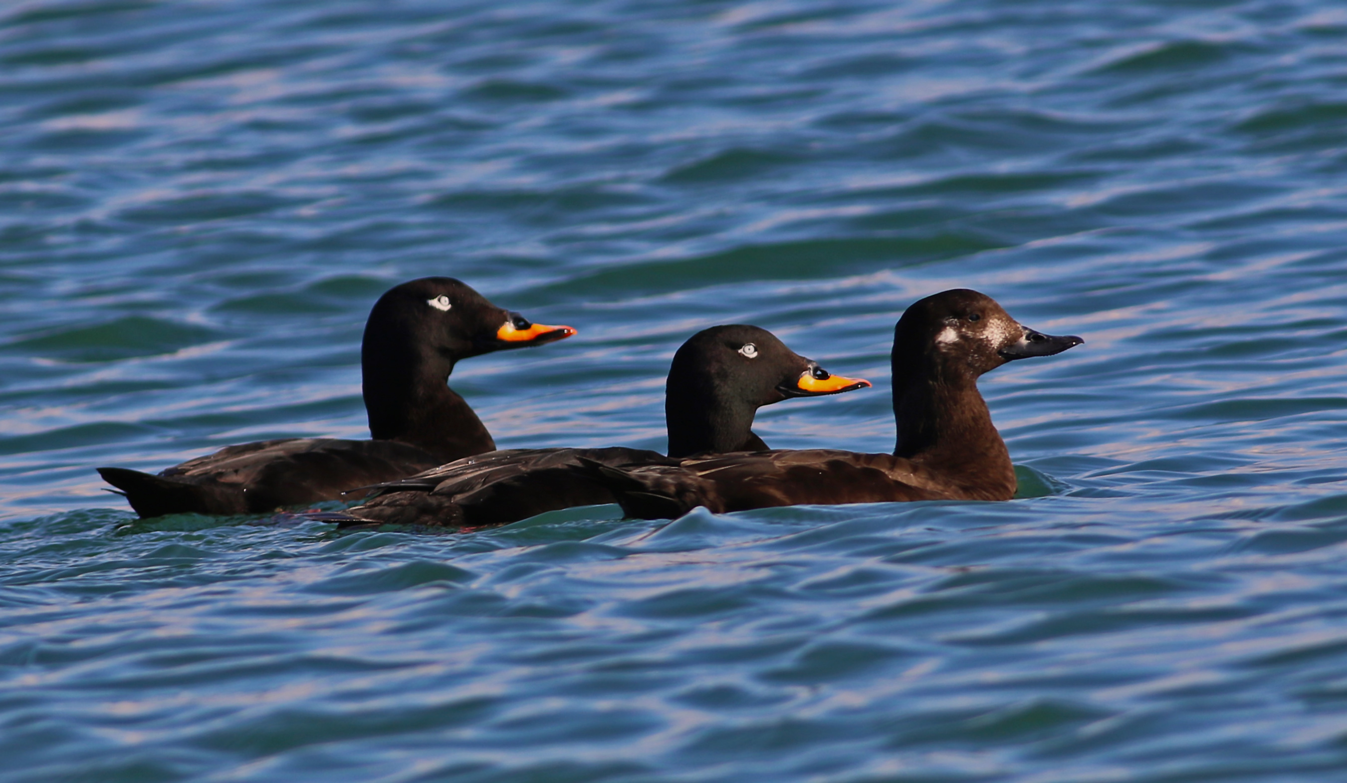 Velvet Scoter