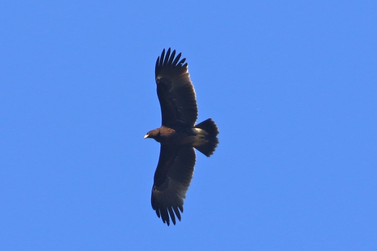 Greater Spotted Eagle