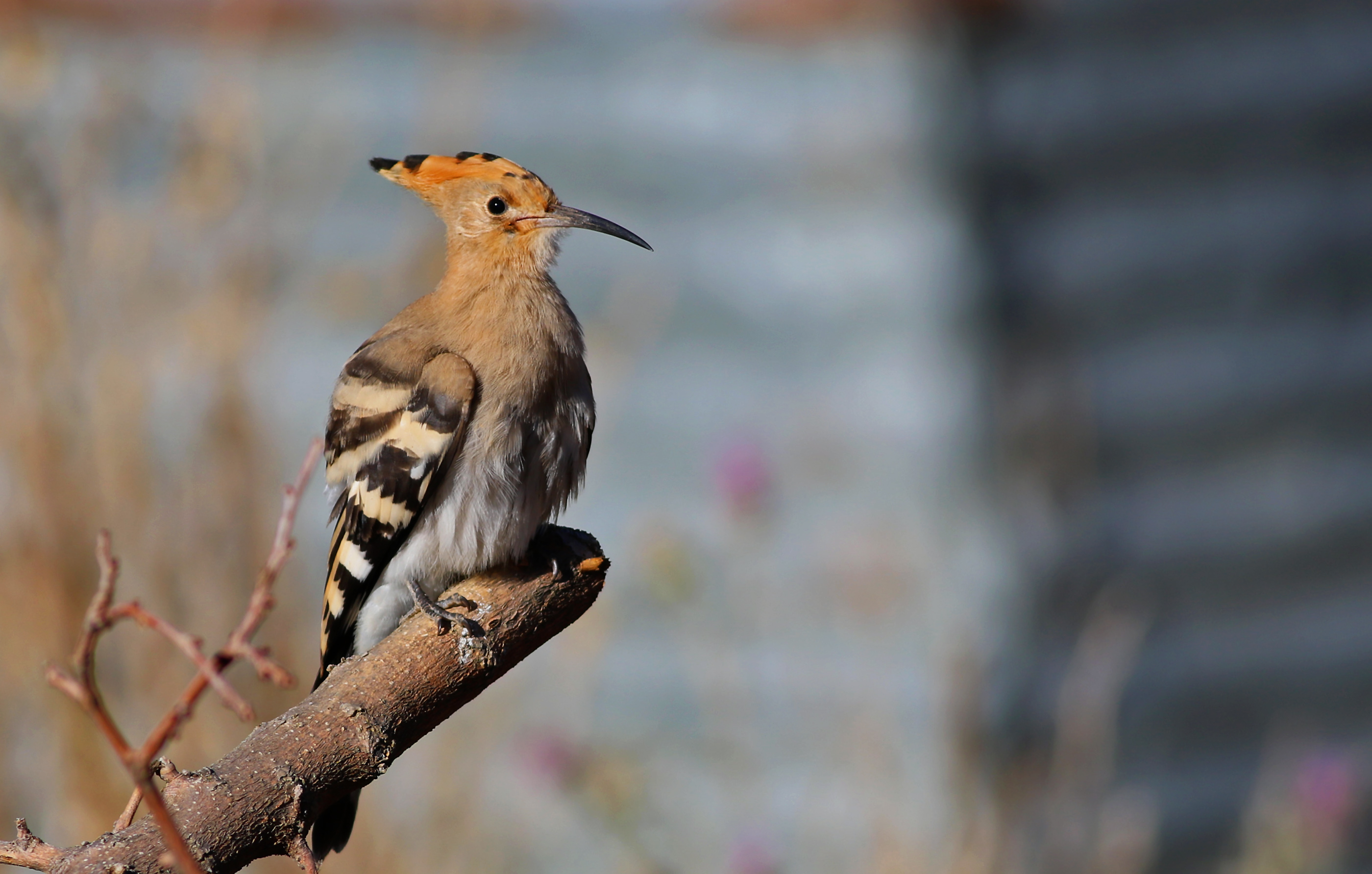 Eurasian Hoopoe