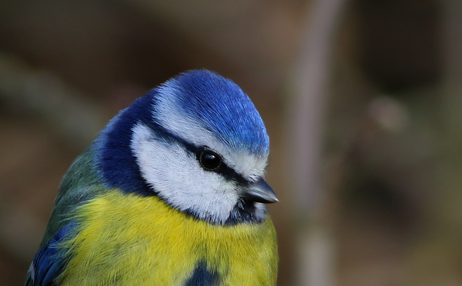 Eurasian Blue Tit