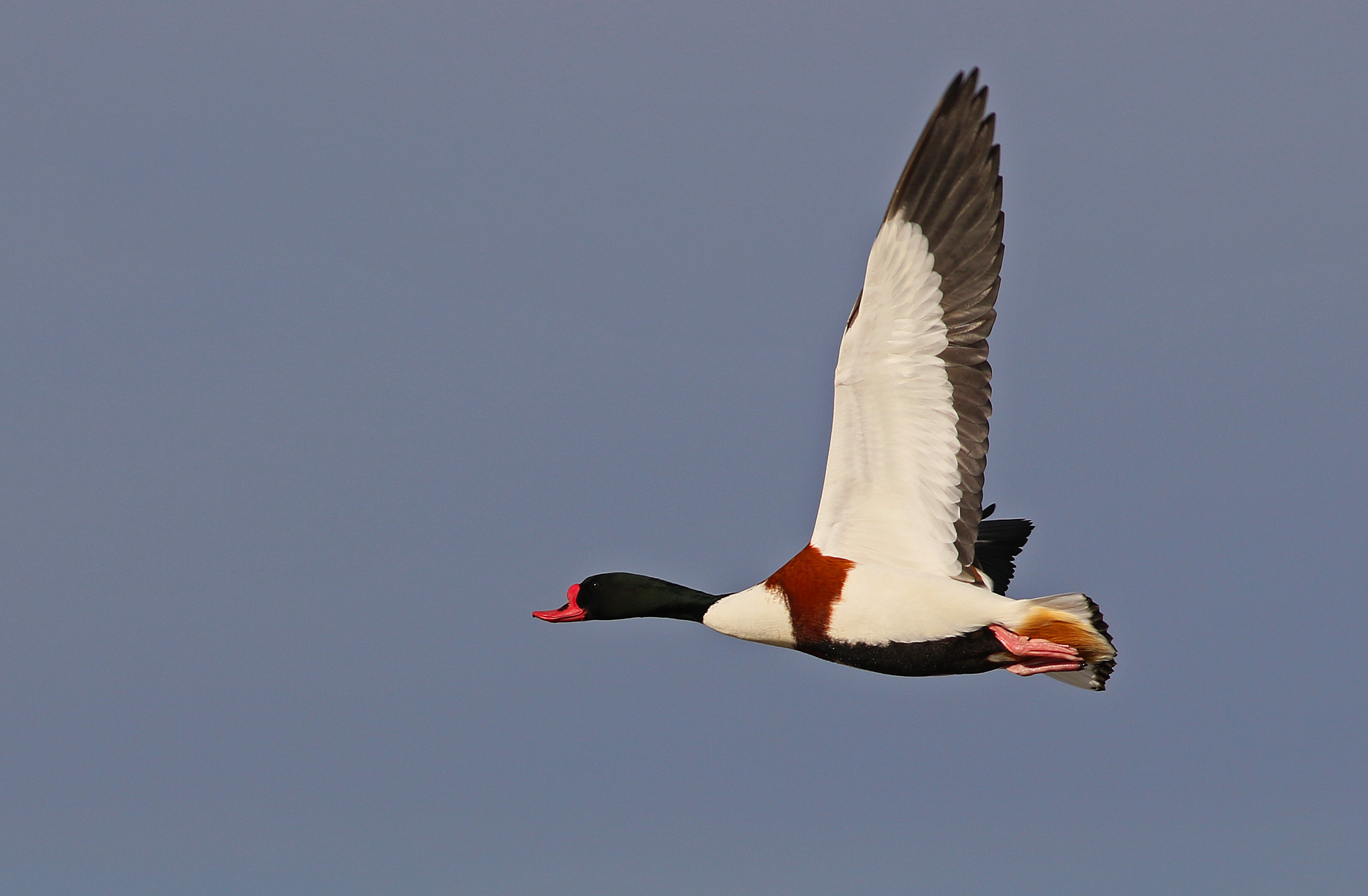 Common Shelduck