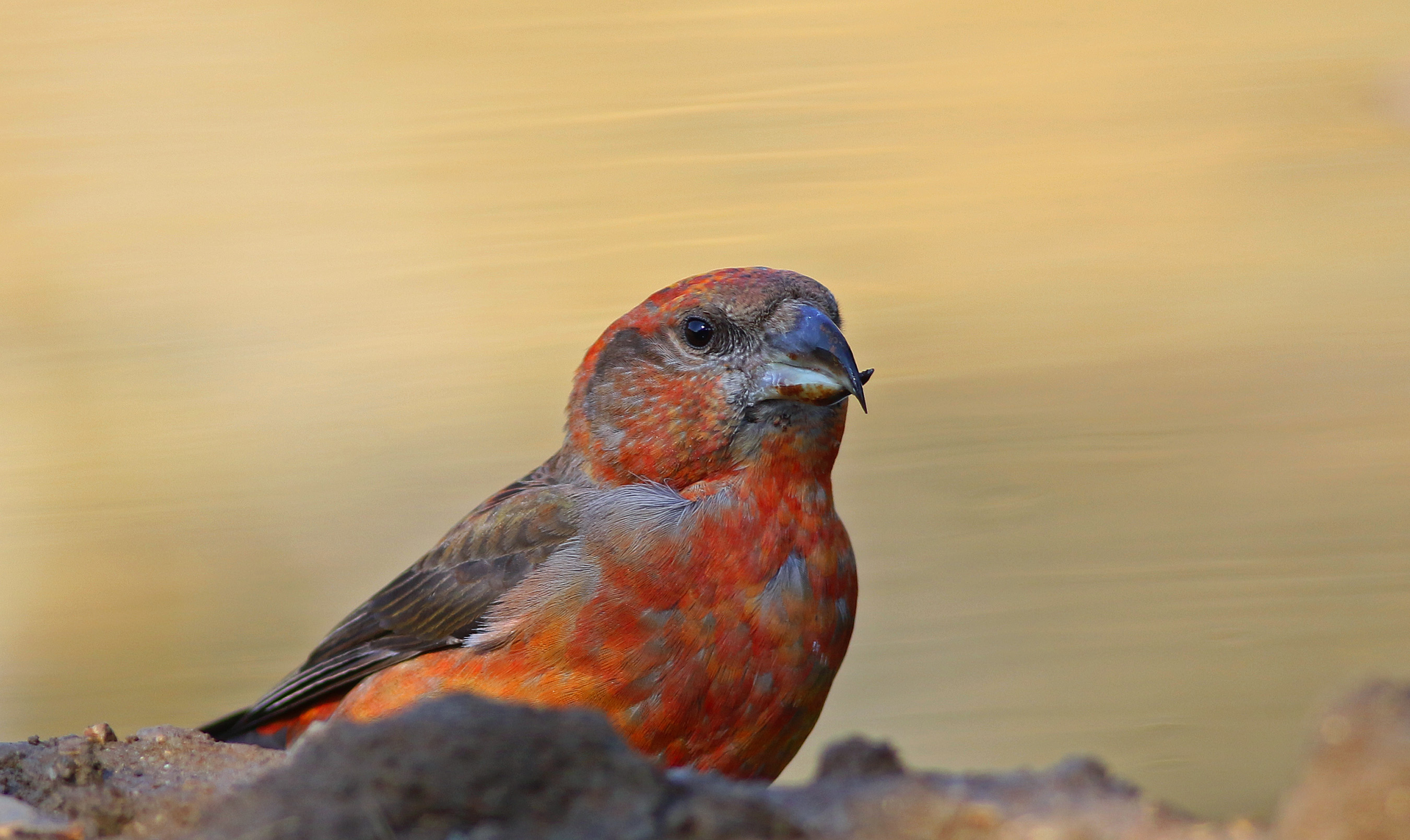 Red Crossbill