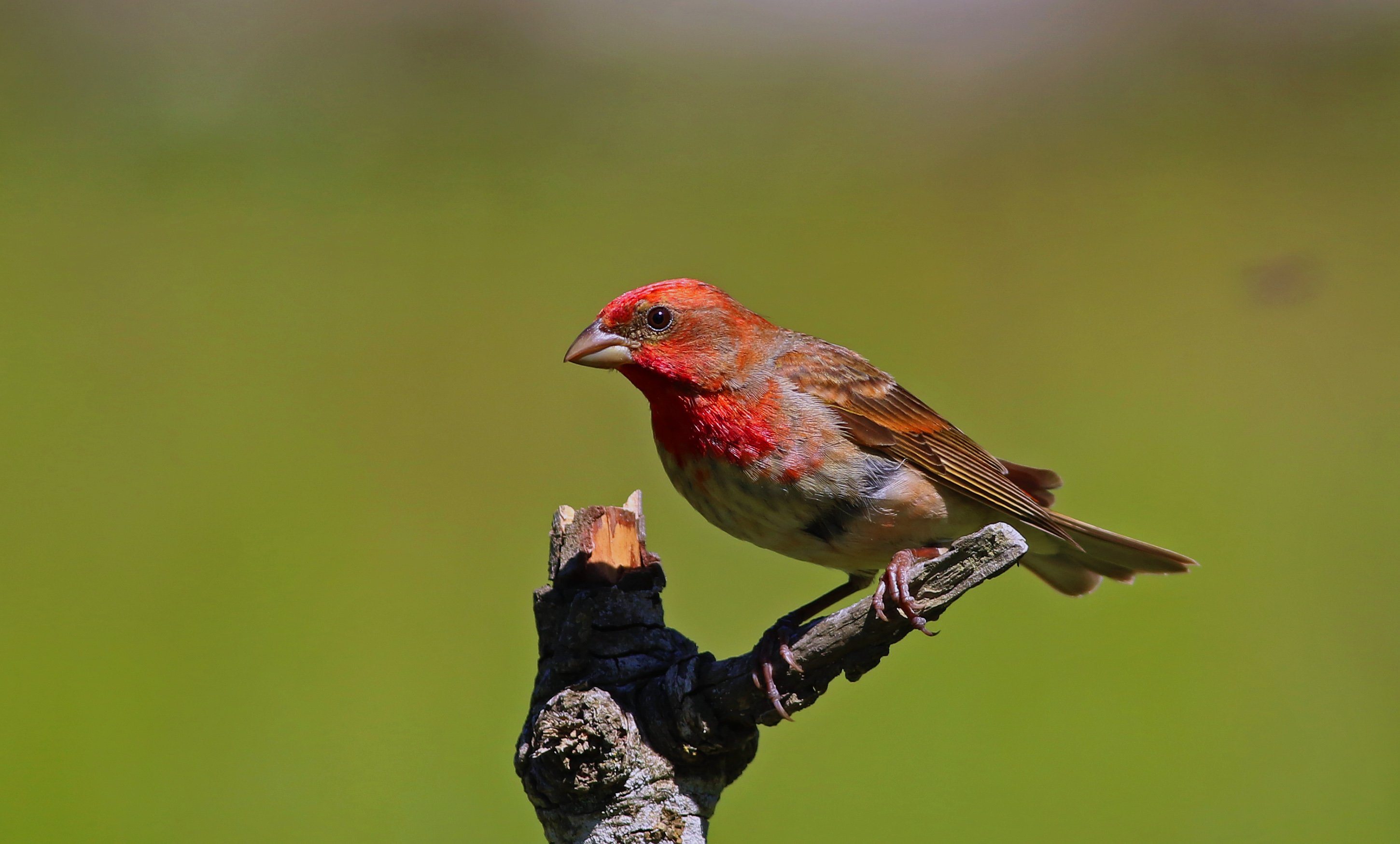 Common Rosefinch