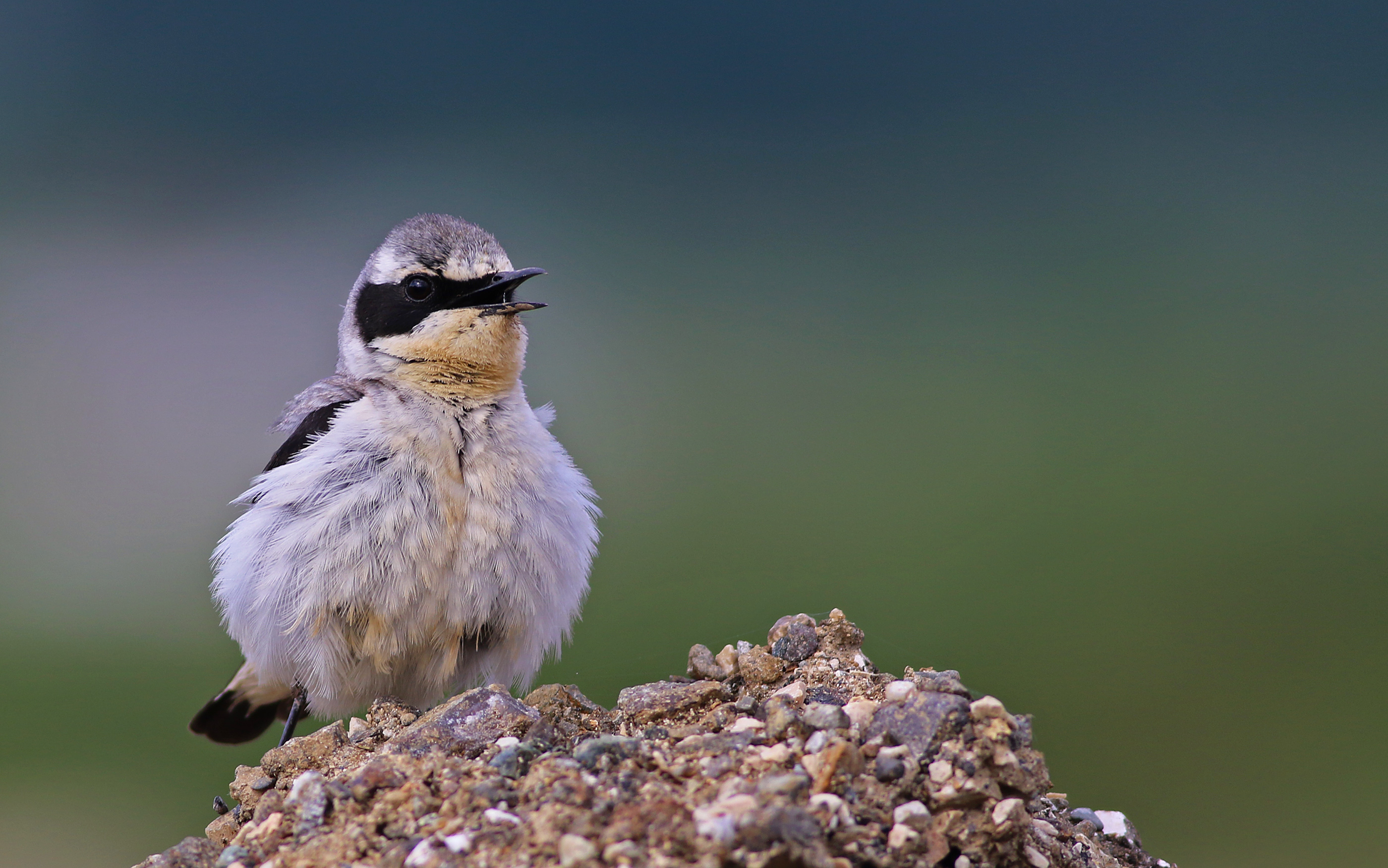 Northern Wheatear