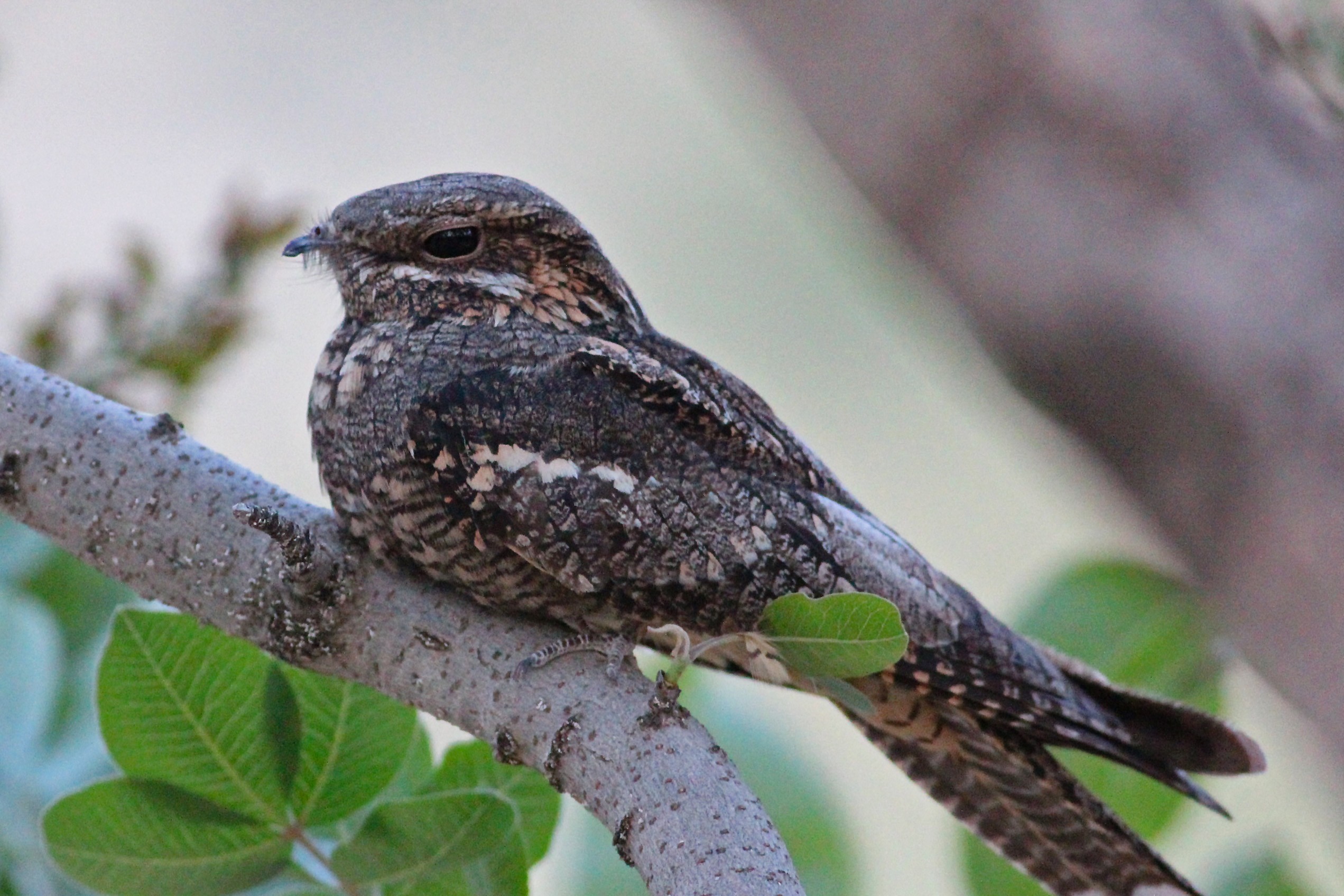 European Nightjar