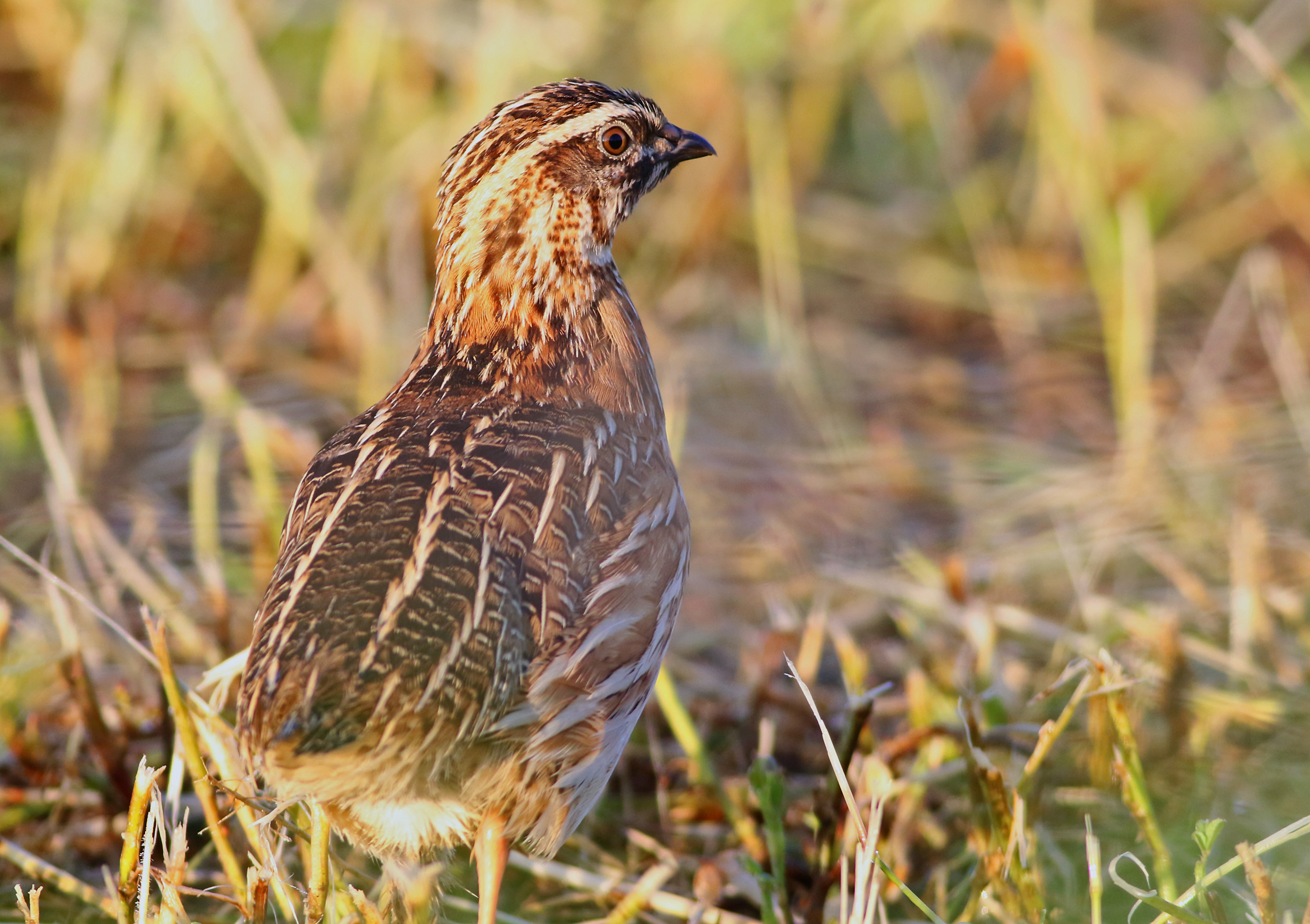 Common Quail