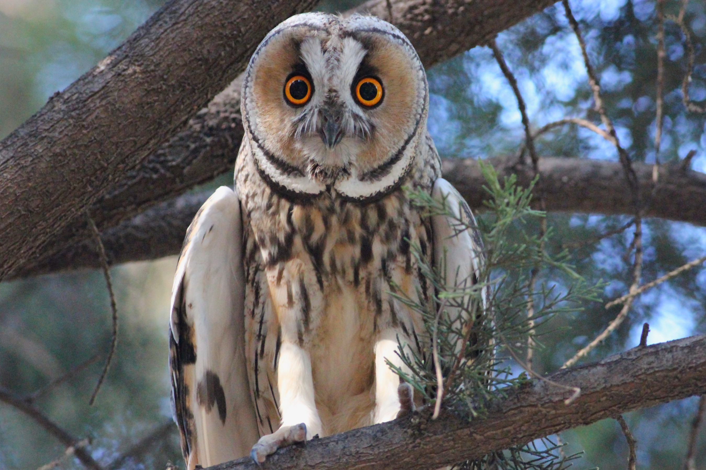 Long-eared Owl