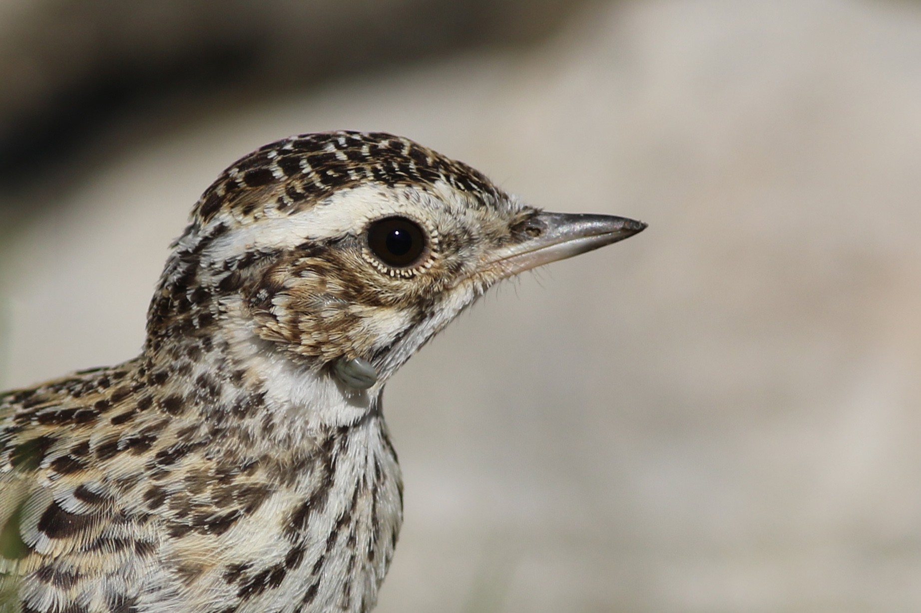 Wood Lark