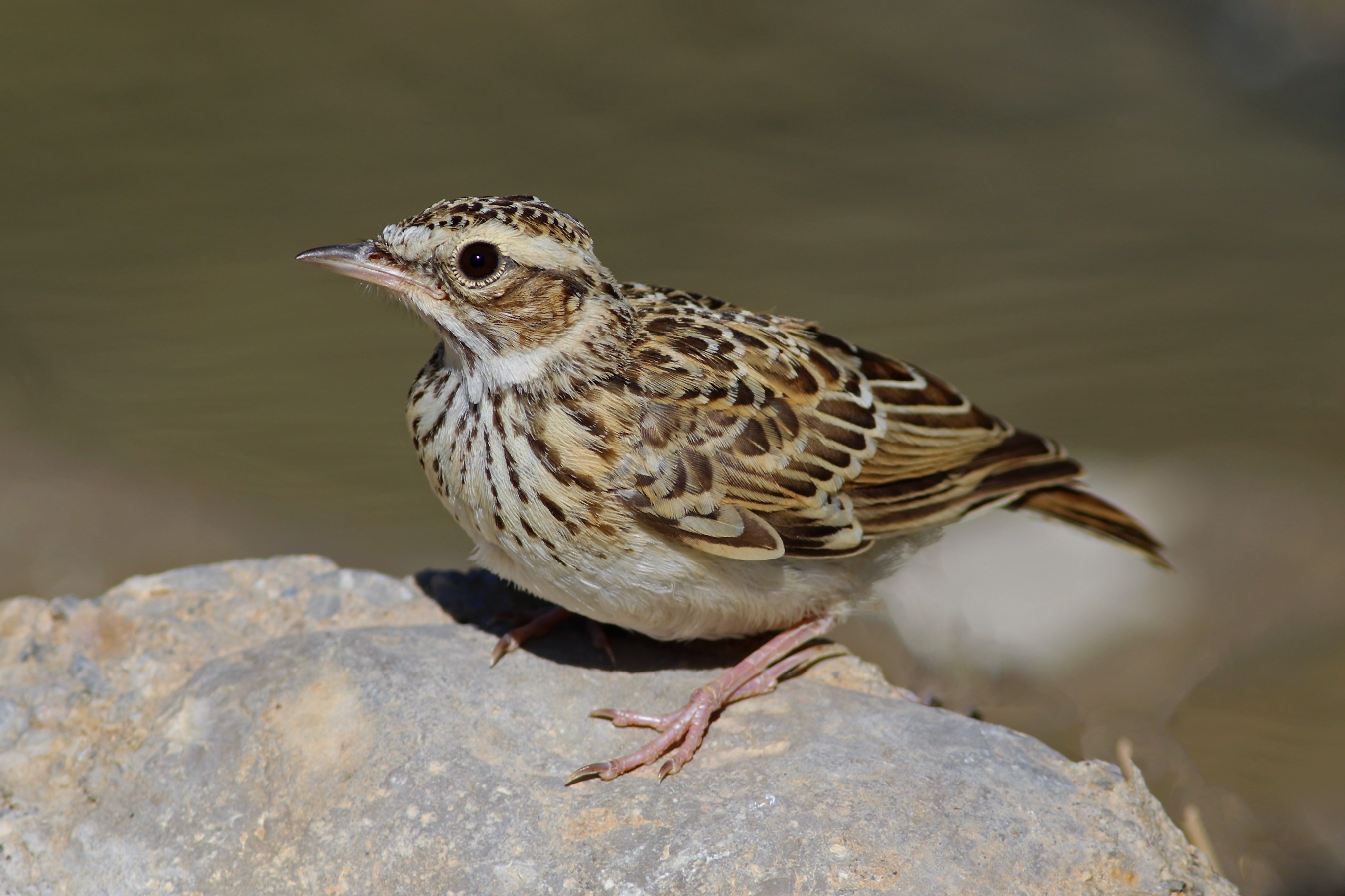Wood Lark