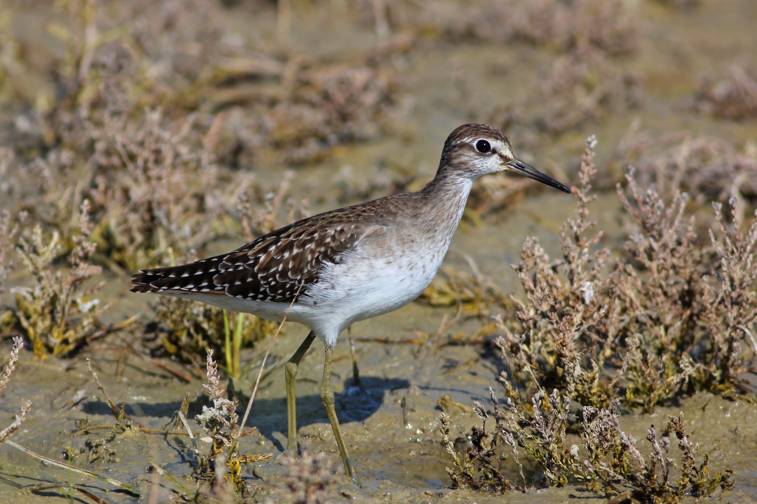 Wood Sandpiper