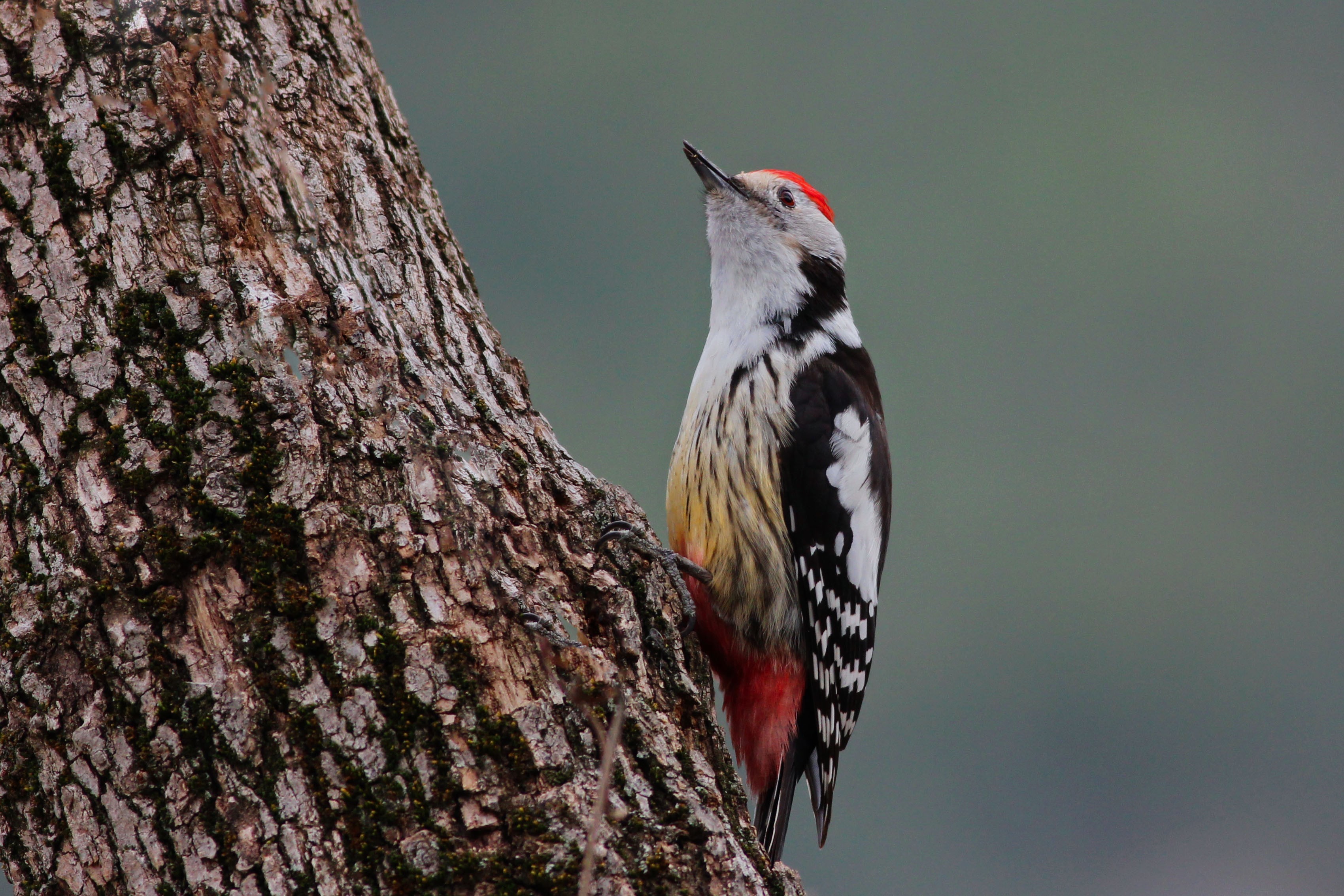 Middle Spotted Woodpecker