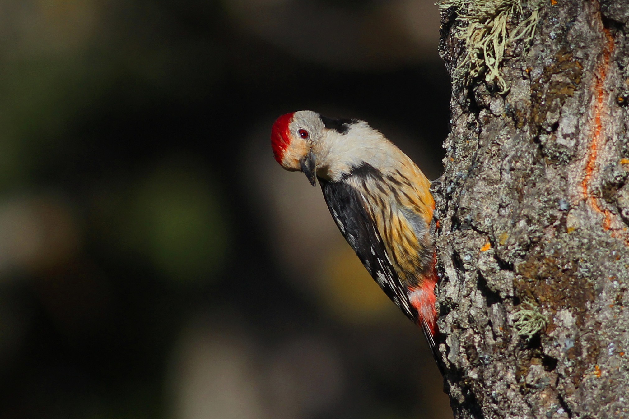 Middle Spotted Woodpecker