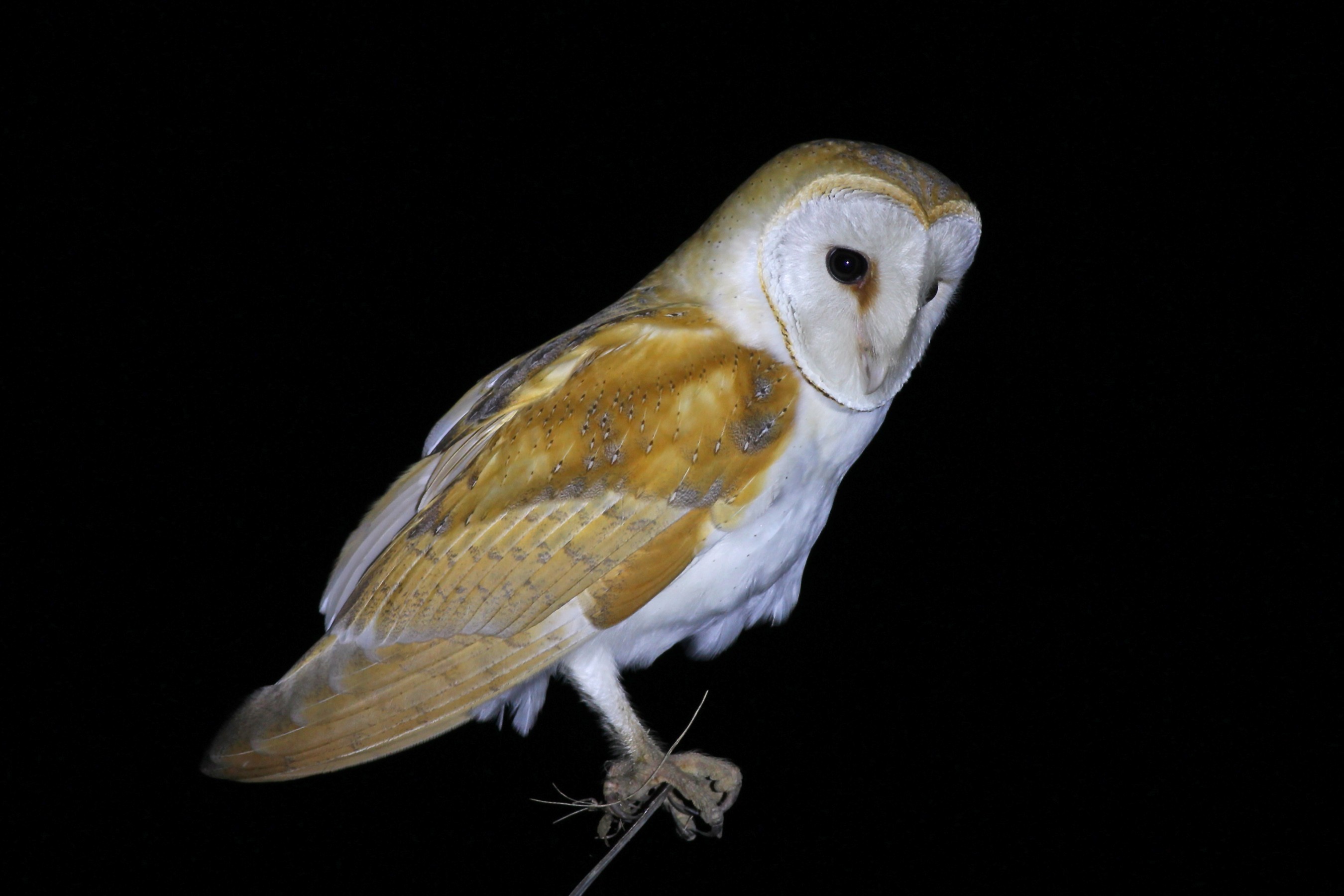 Barn Owl