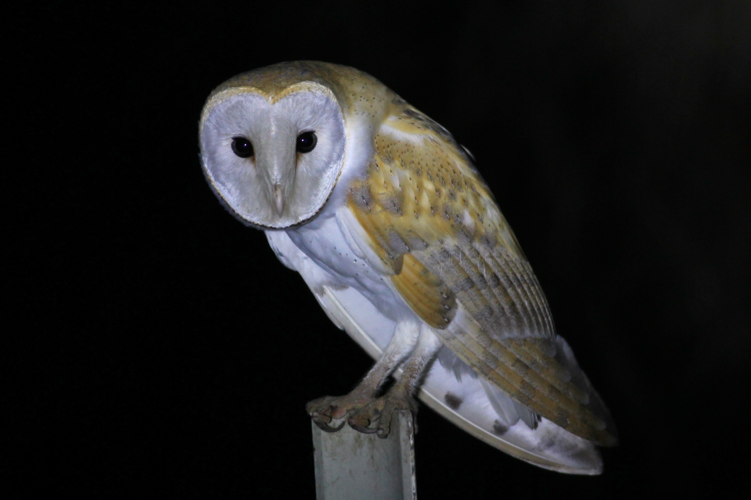 Barn Owl — Ana fotoğraf