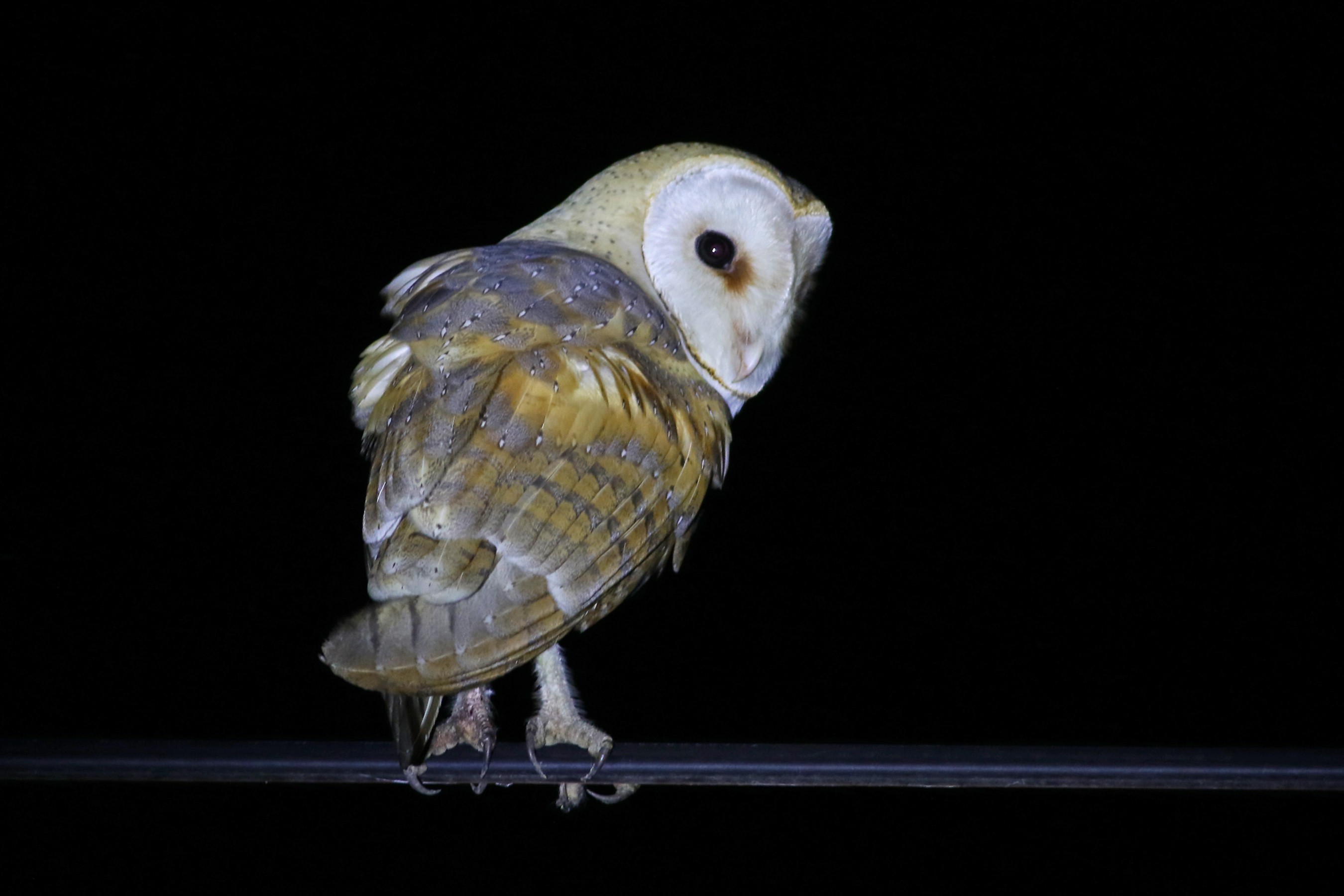 Common Barn-owl