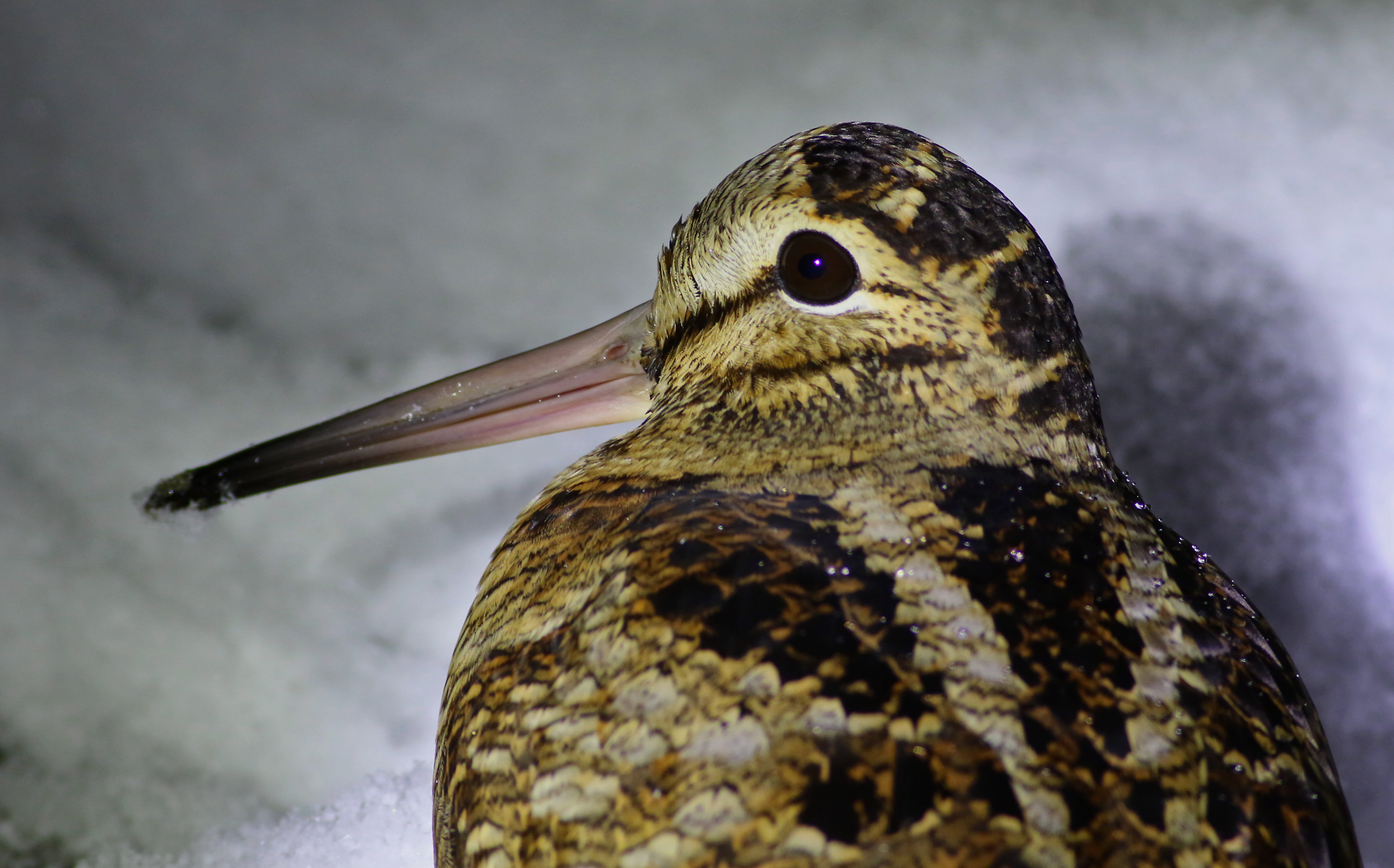 Eurasian Woodcock
