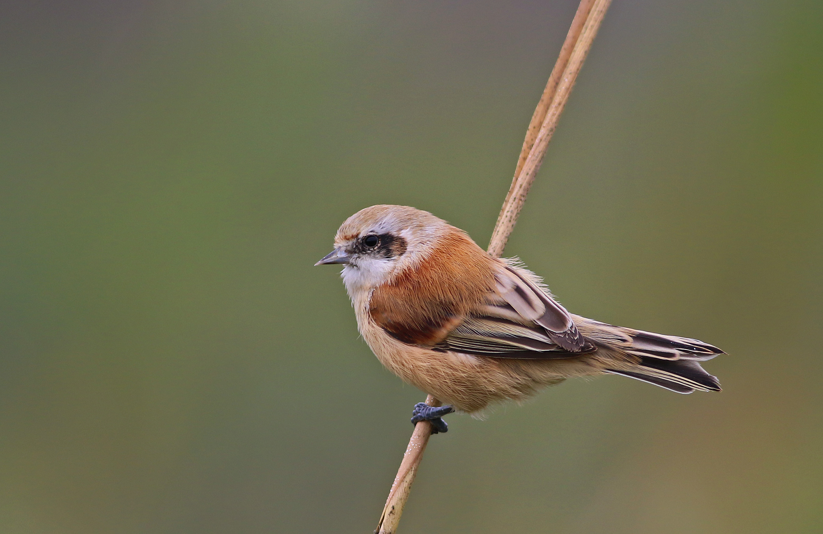 Eurasian Penduline-Tit