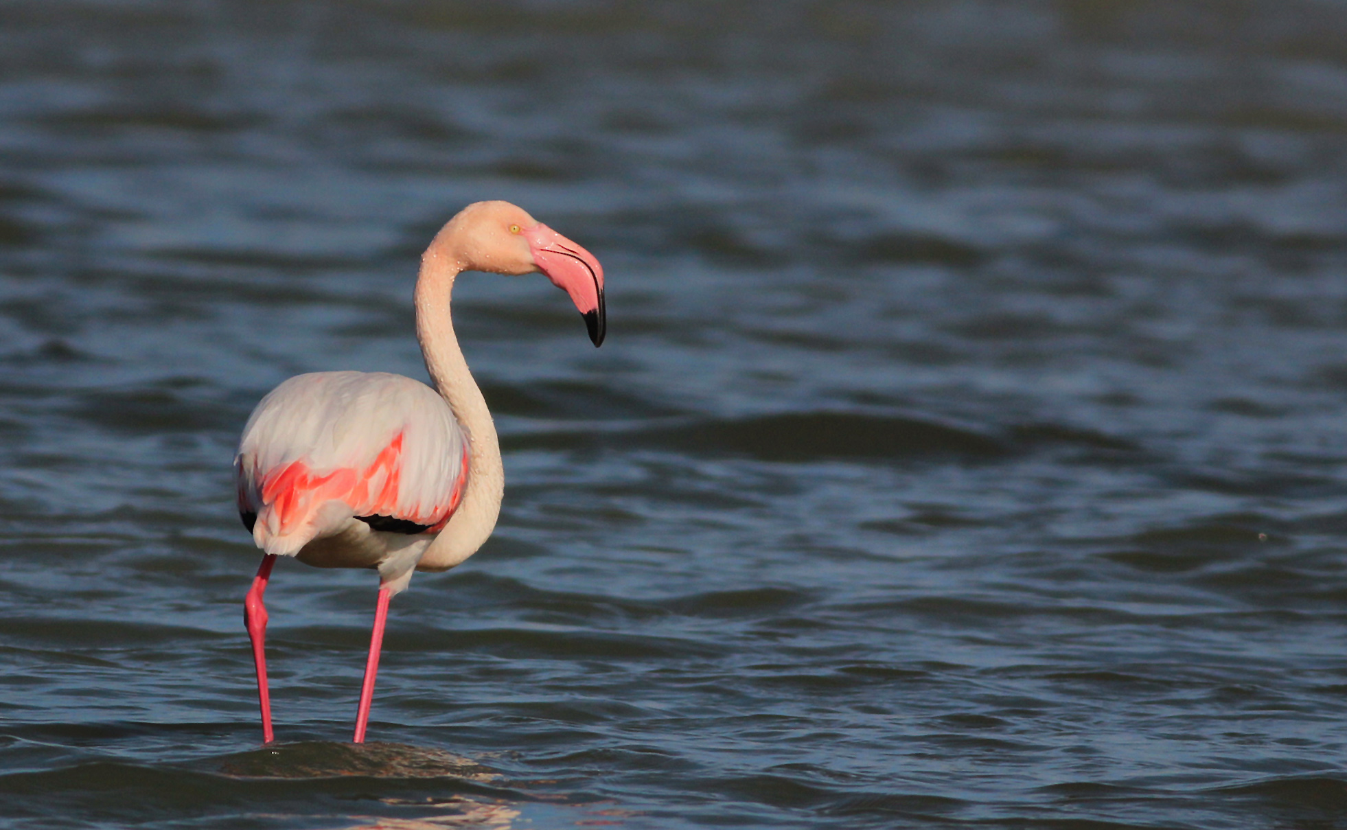 Greater Flamingo