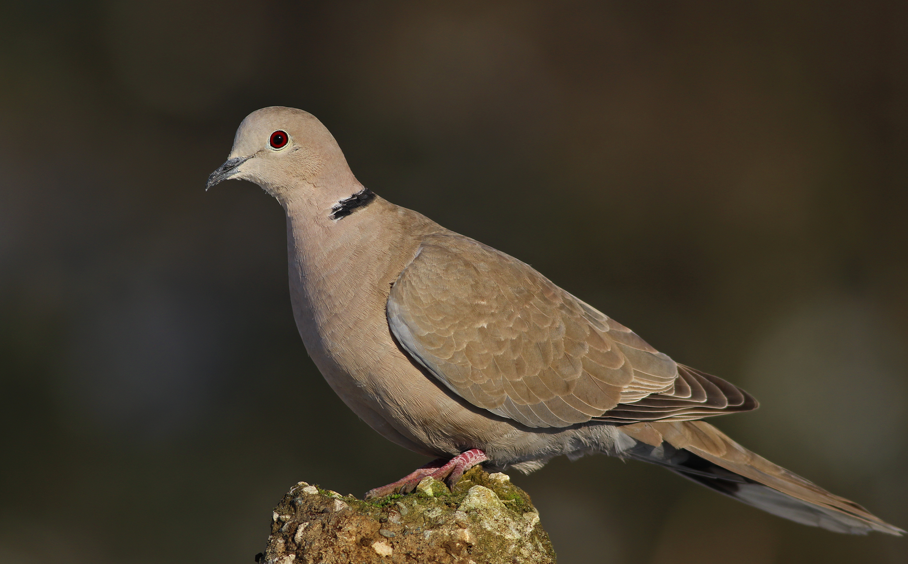 Eurasian Collared-Dove