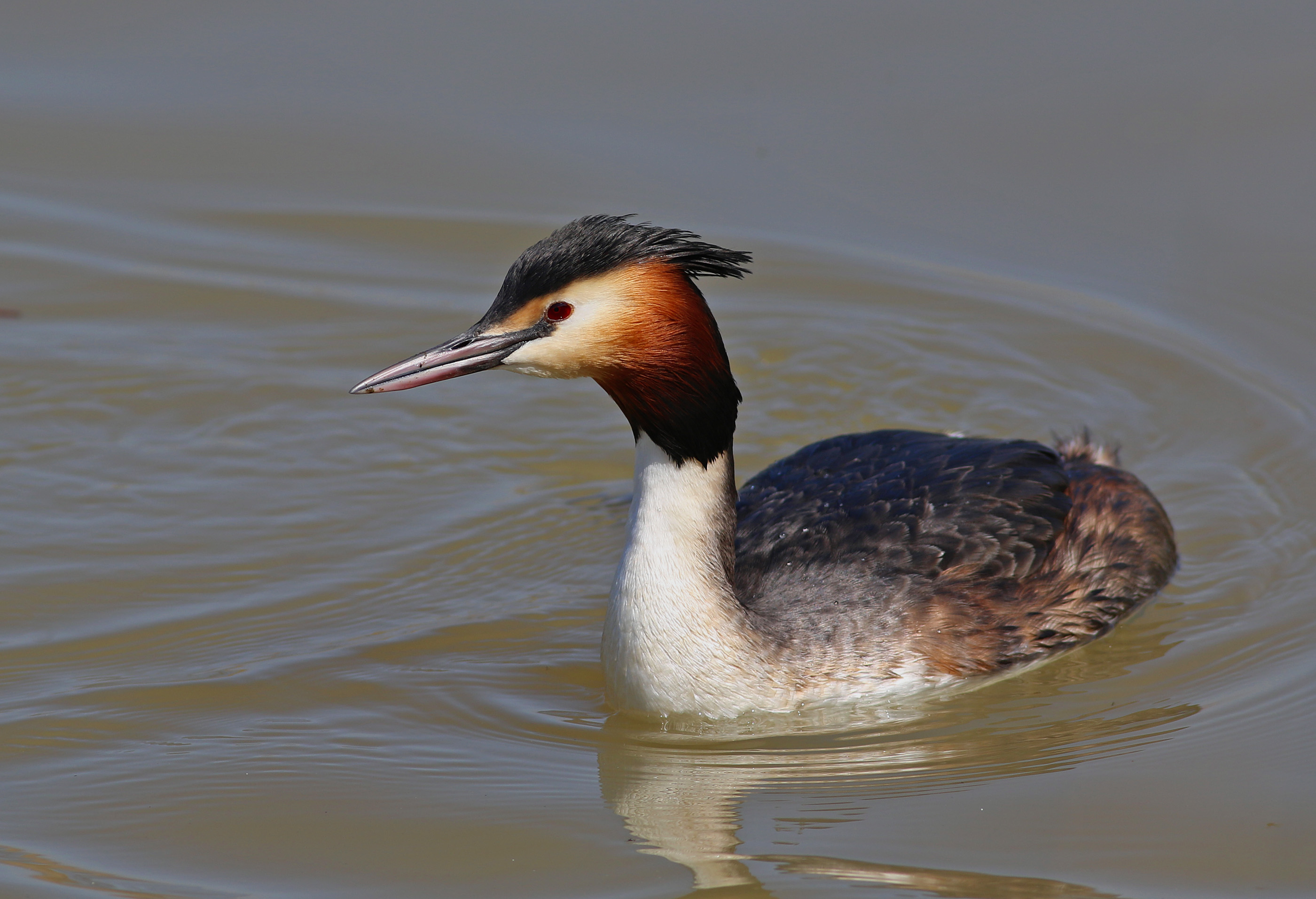 Great Crested Grebe