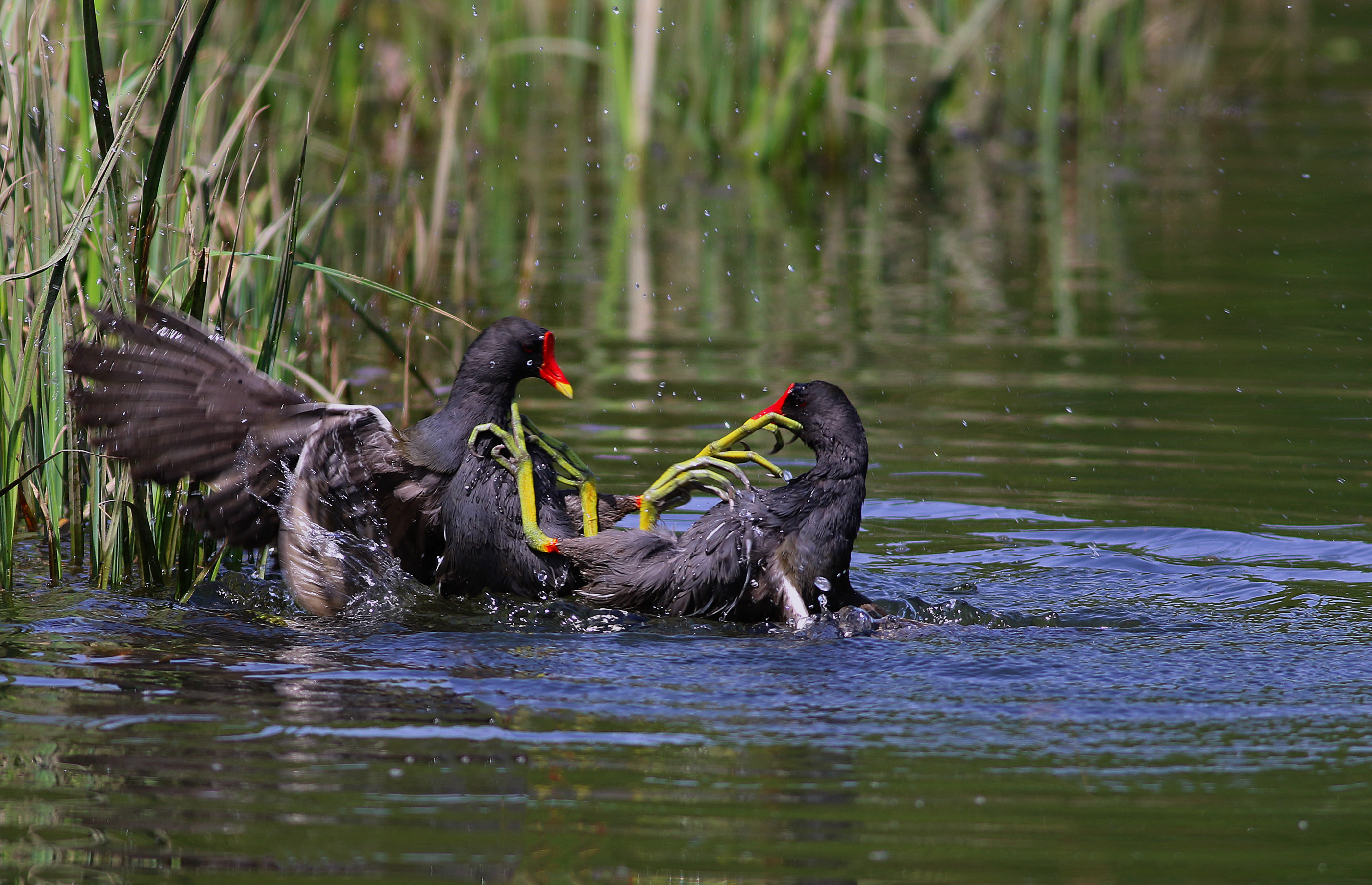 Eurasian Moorhen — Ana fotoğraf