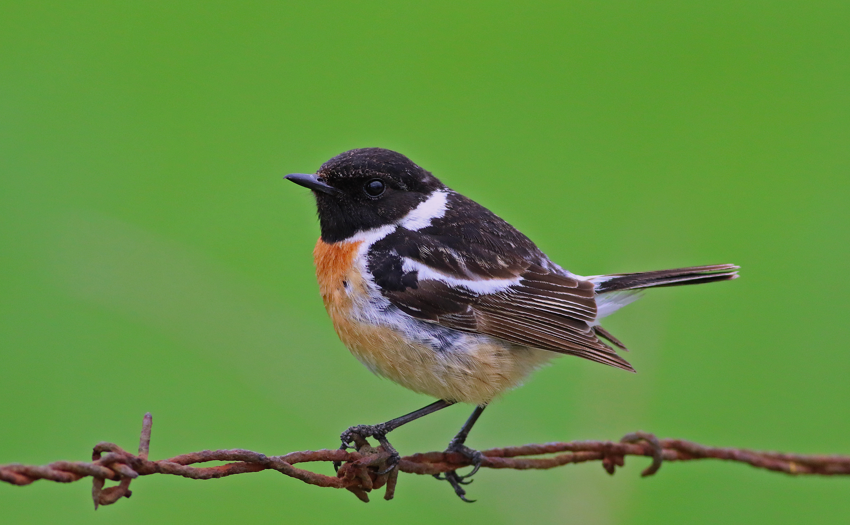European Stonechat
