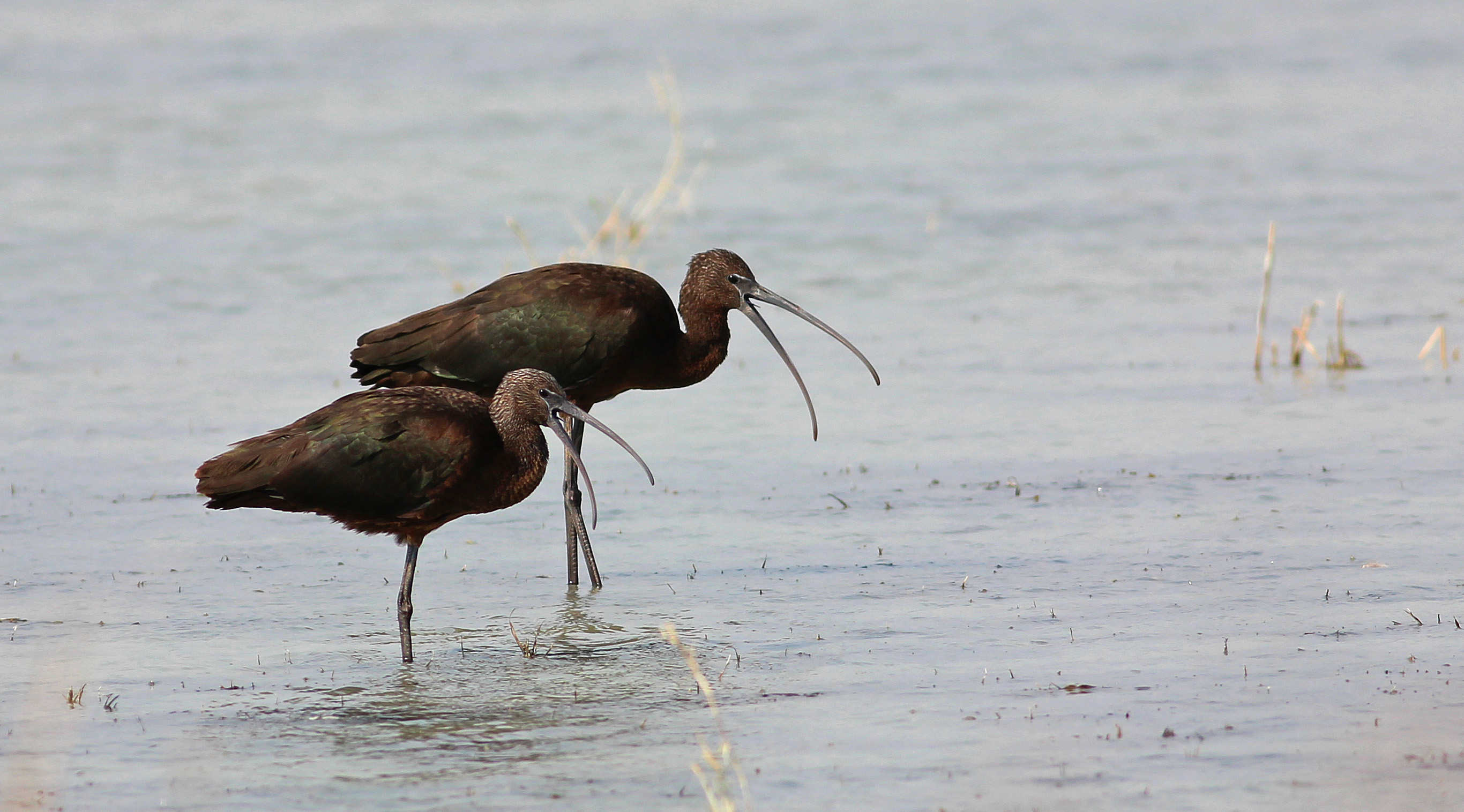 Glossy Ibis