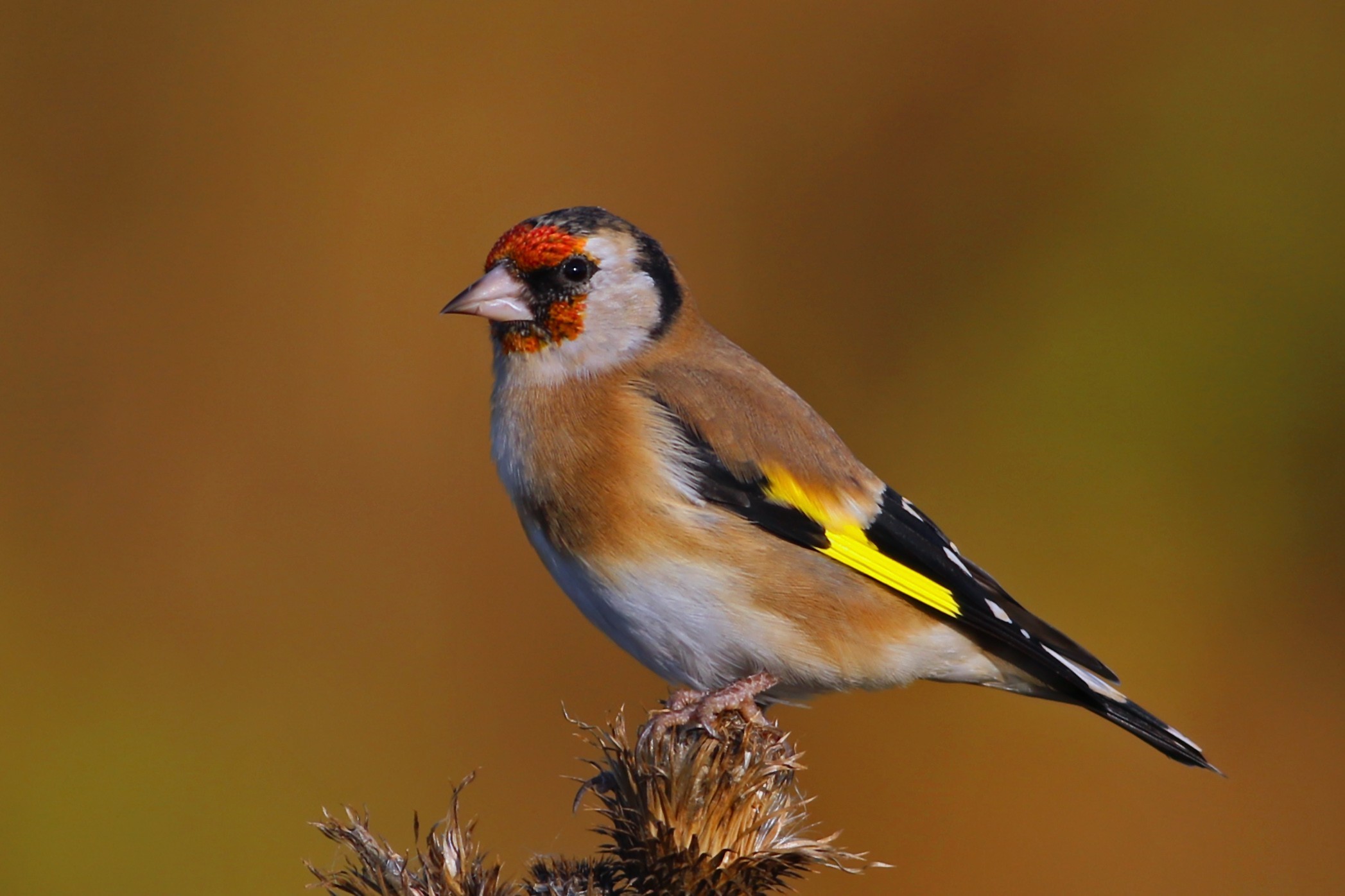 European Goldfinch