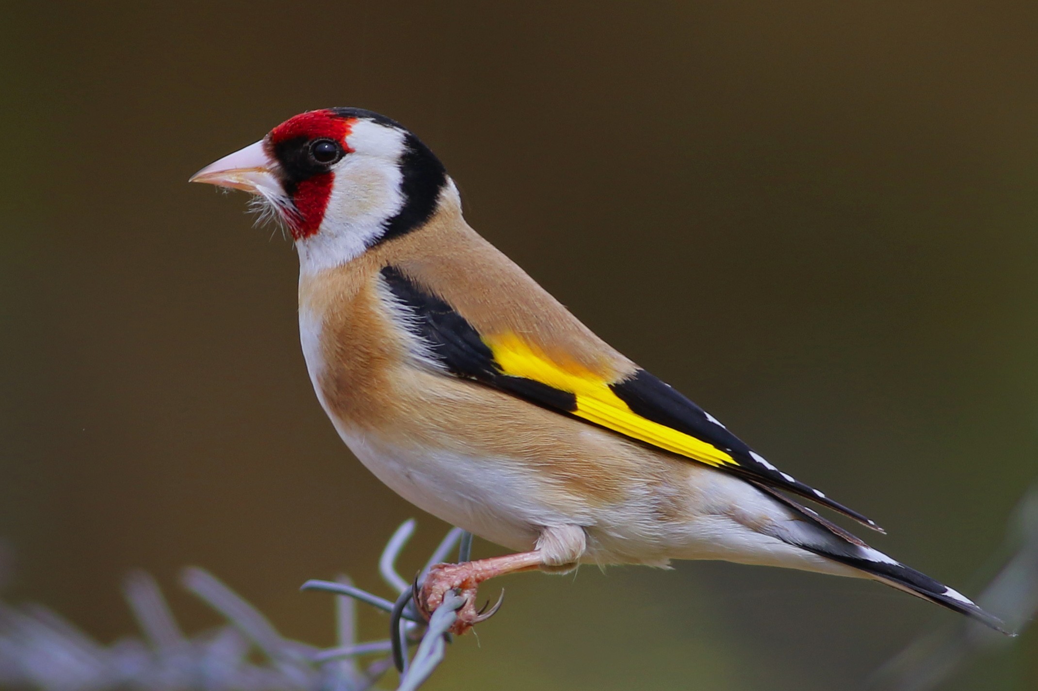 European Goldfinch