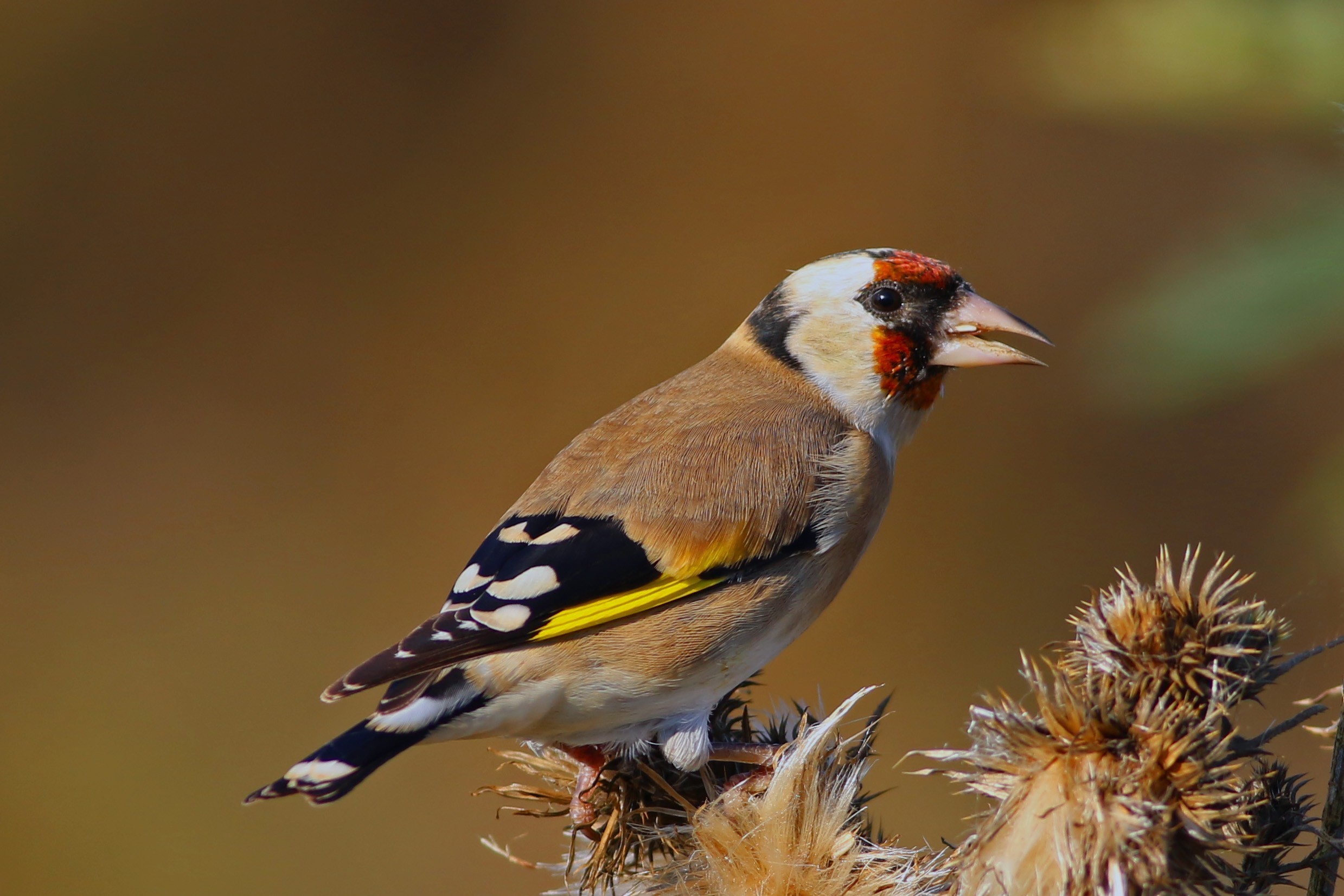 European Goldfinch