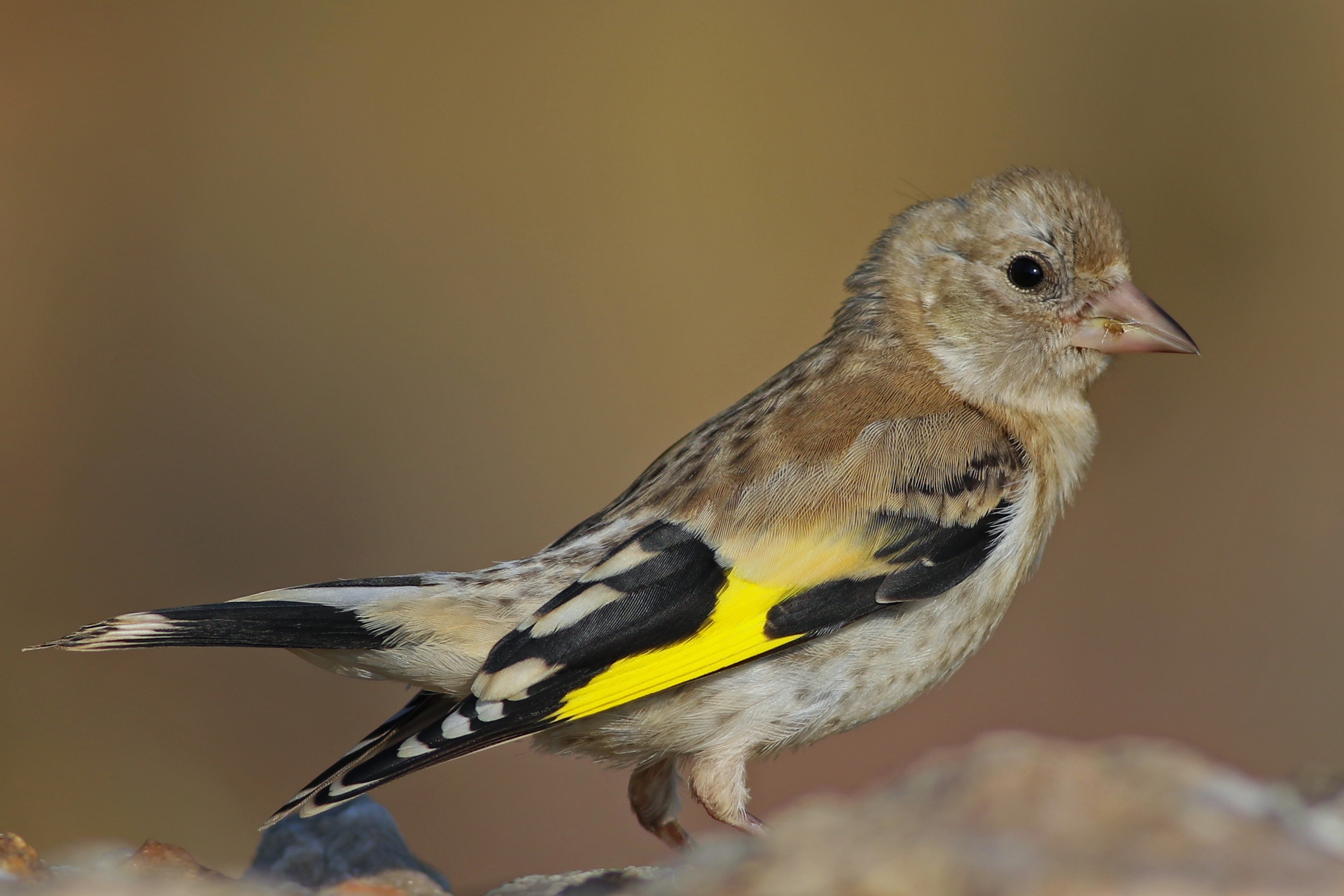 European Goldfinch