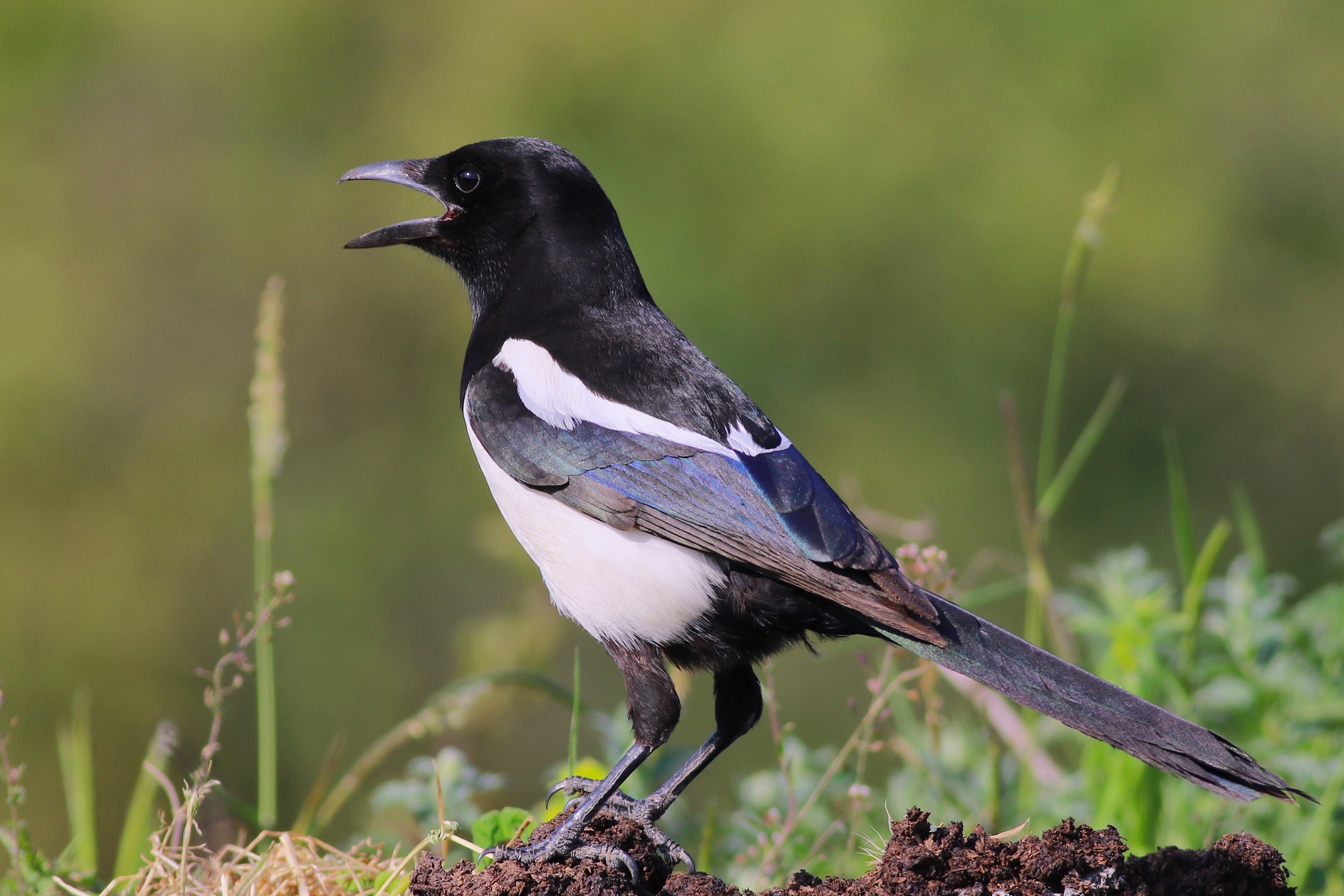 Common Magpie