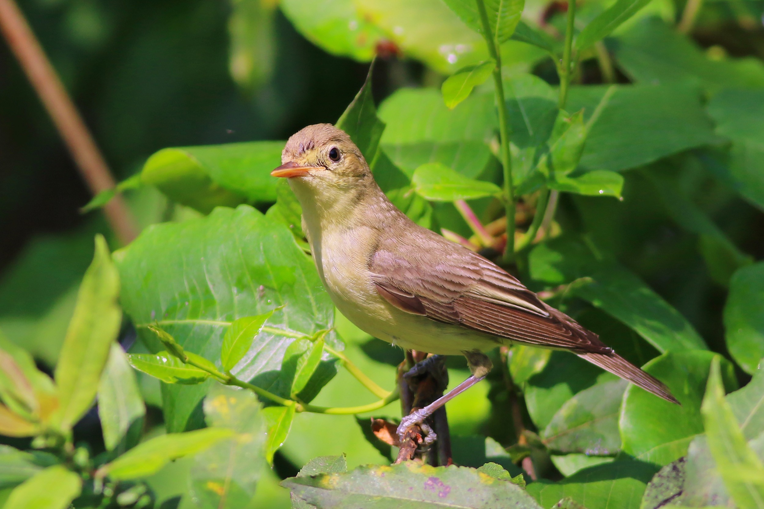 Icterine Warbler