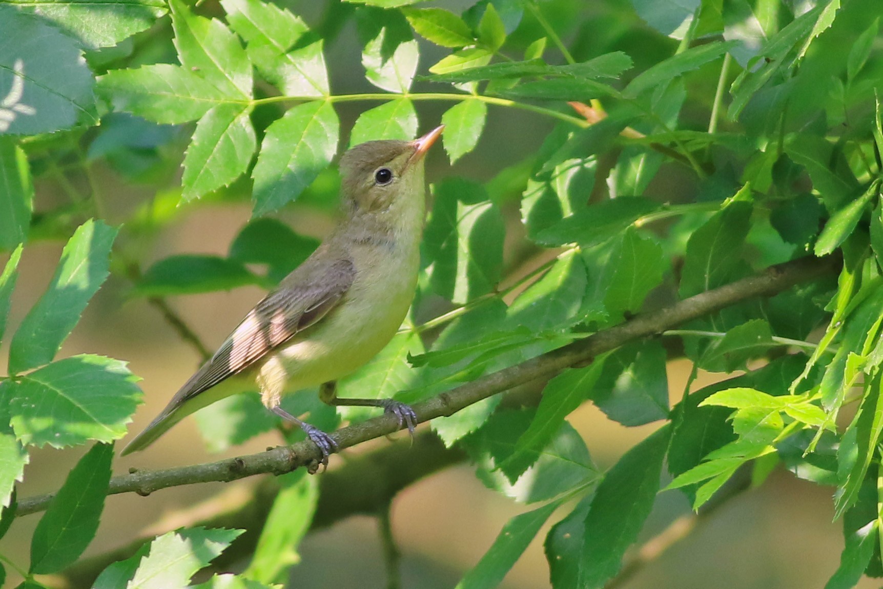 Icterine Warbler