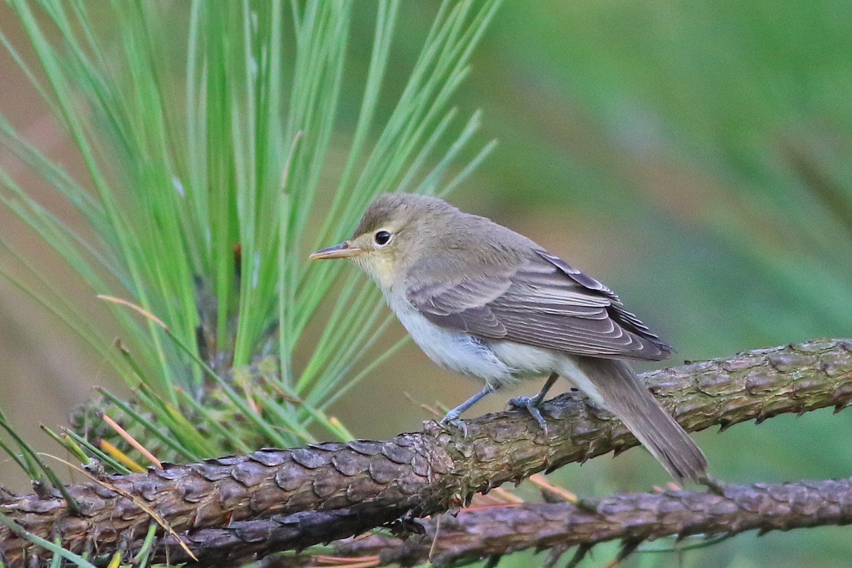 Icterine Warbler