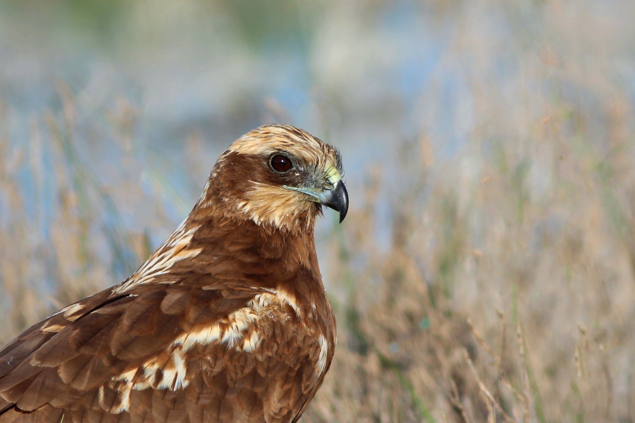 Eurasian Marsh-Harrier