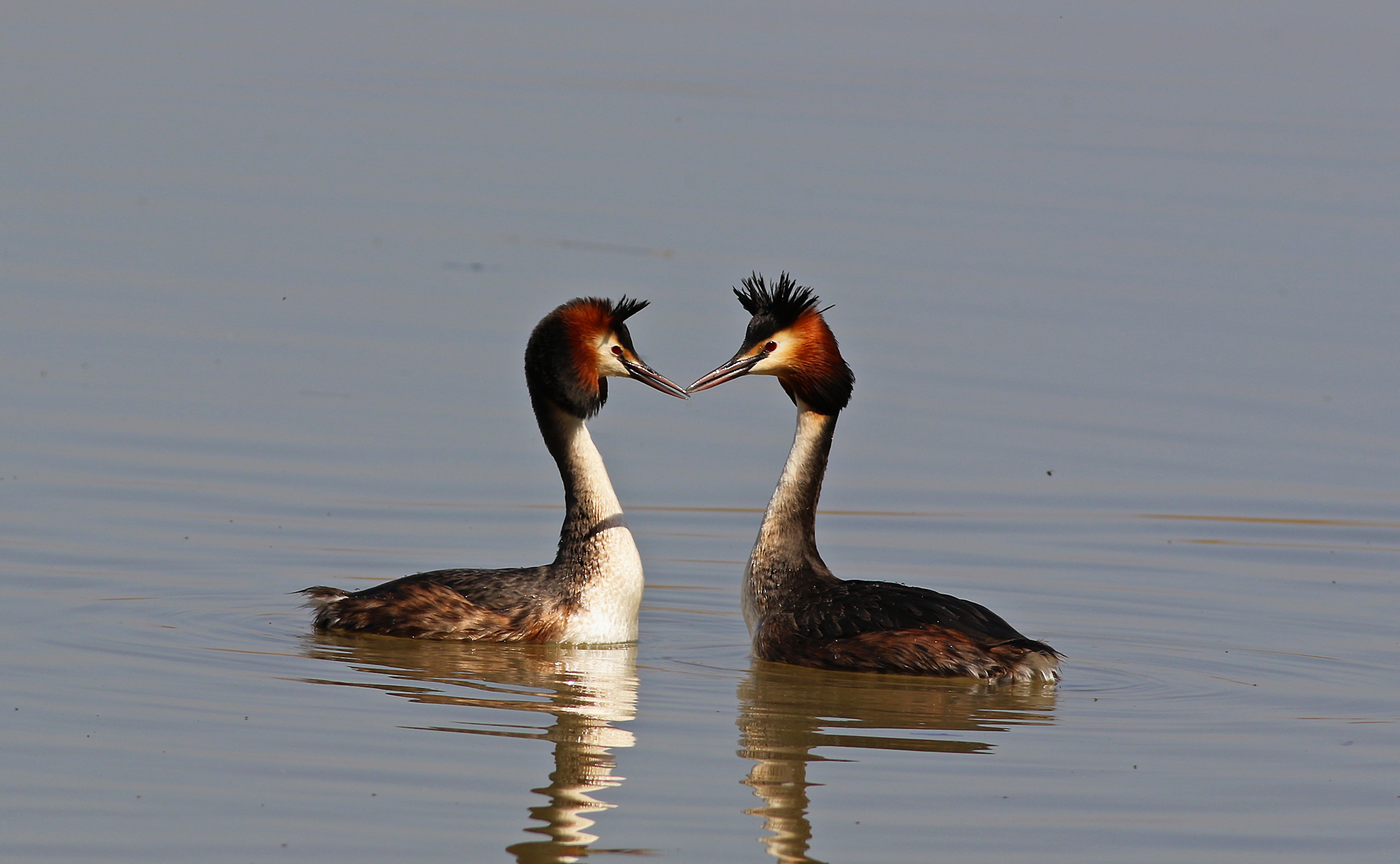 Great Crested Grebe