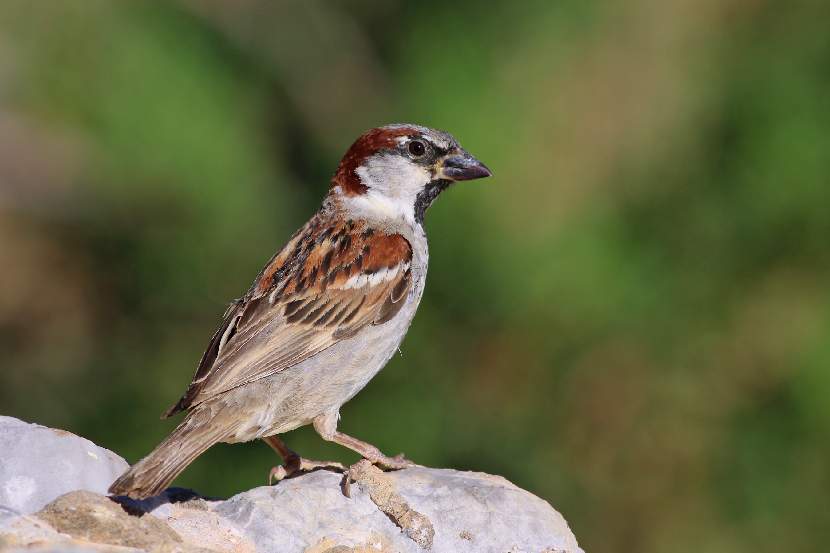 House Sparrow