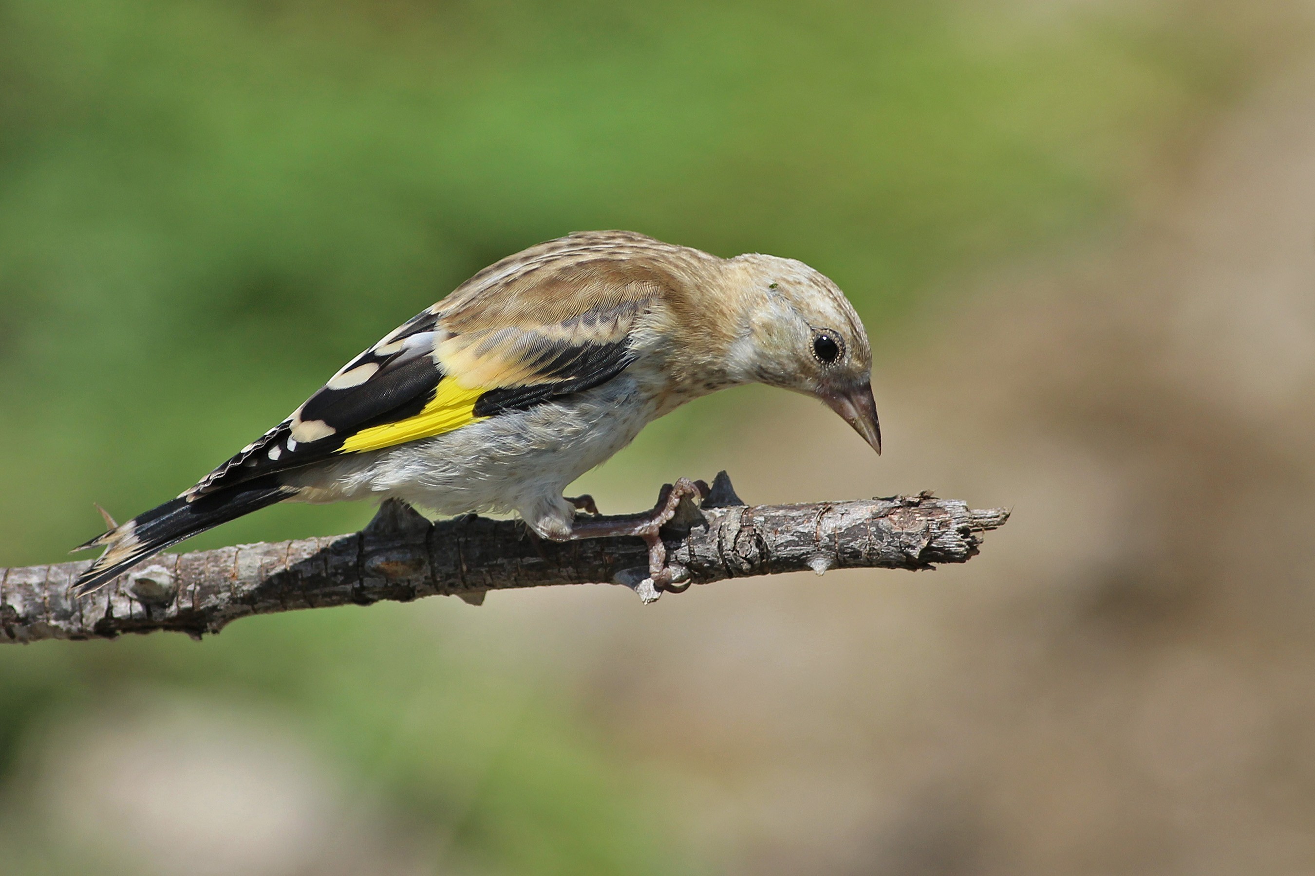 European Goldfinch