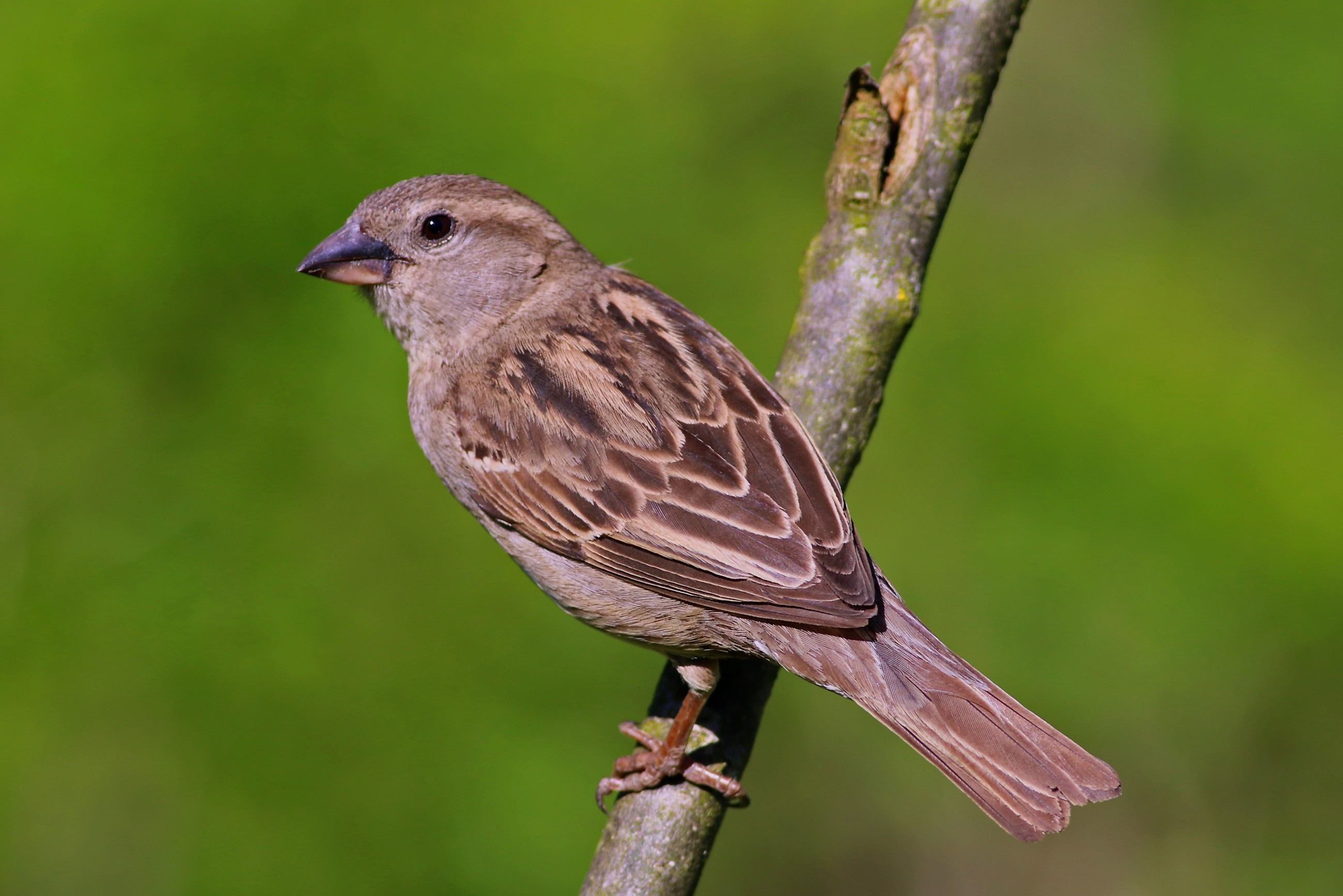 House Sparrow