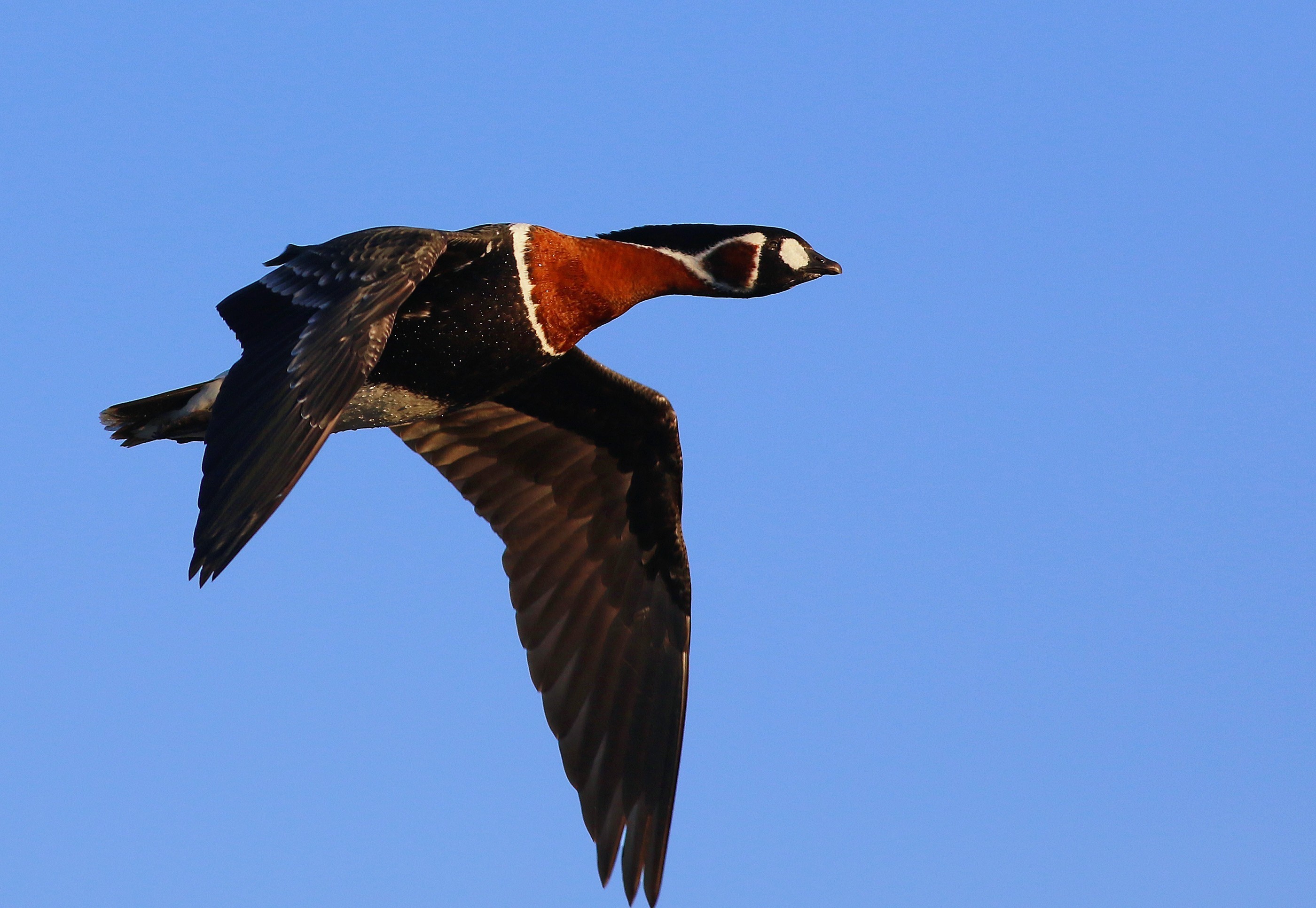 Red-breasted Goose
