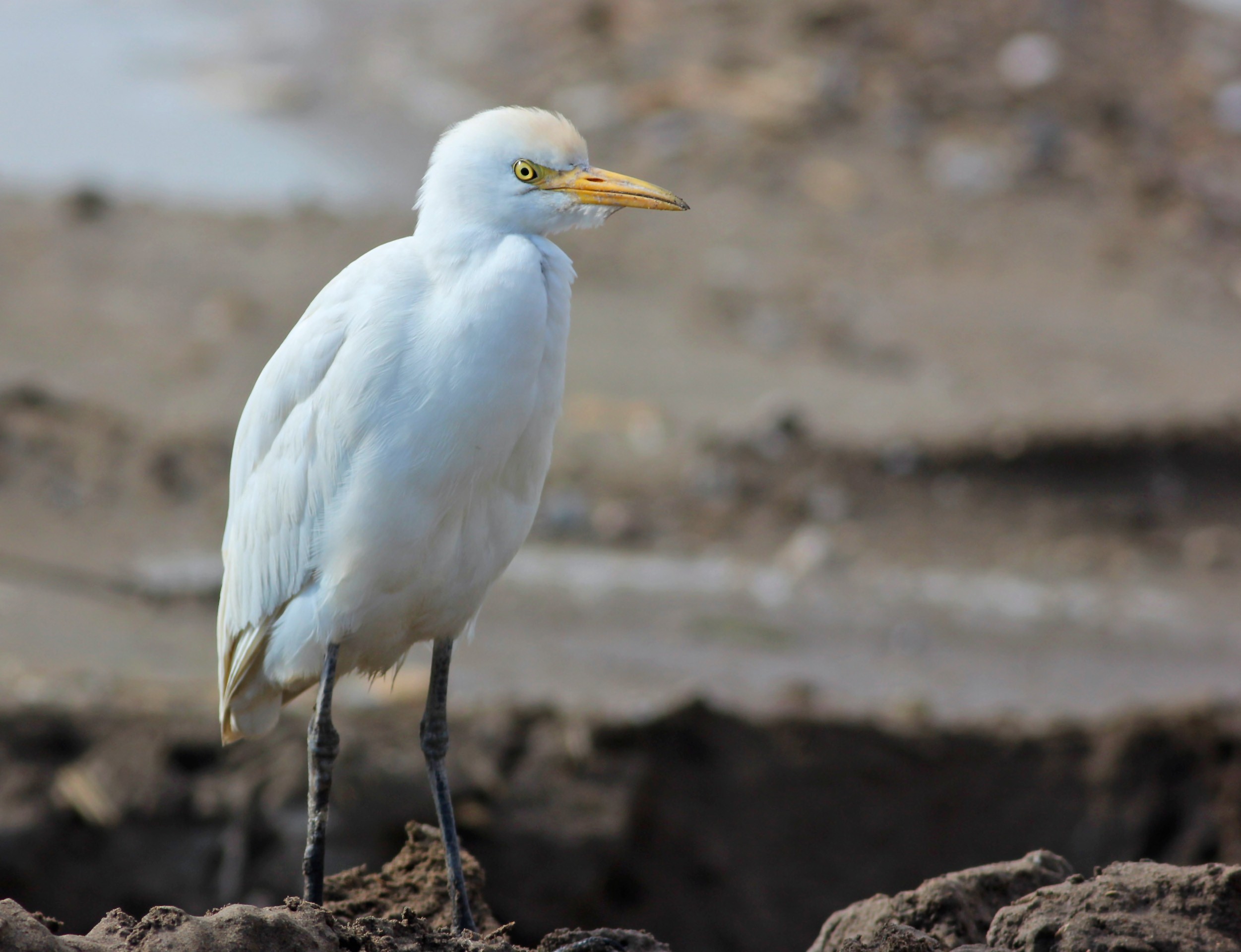 Cattle Egret