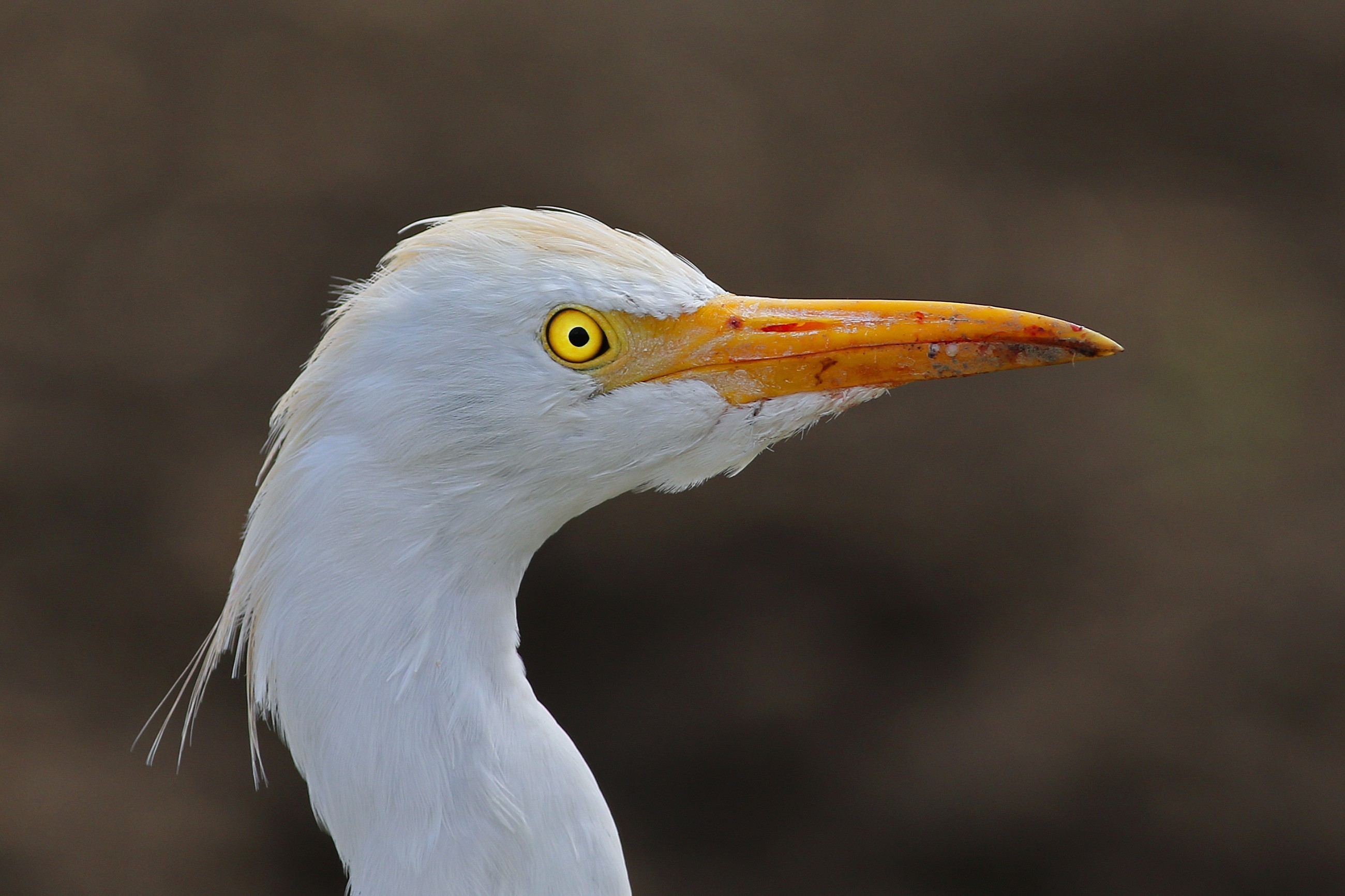 Cattle Egret