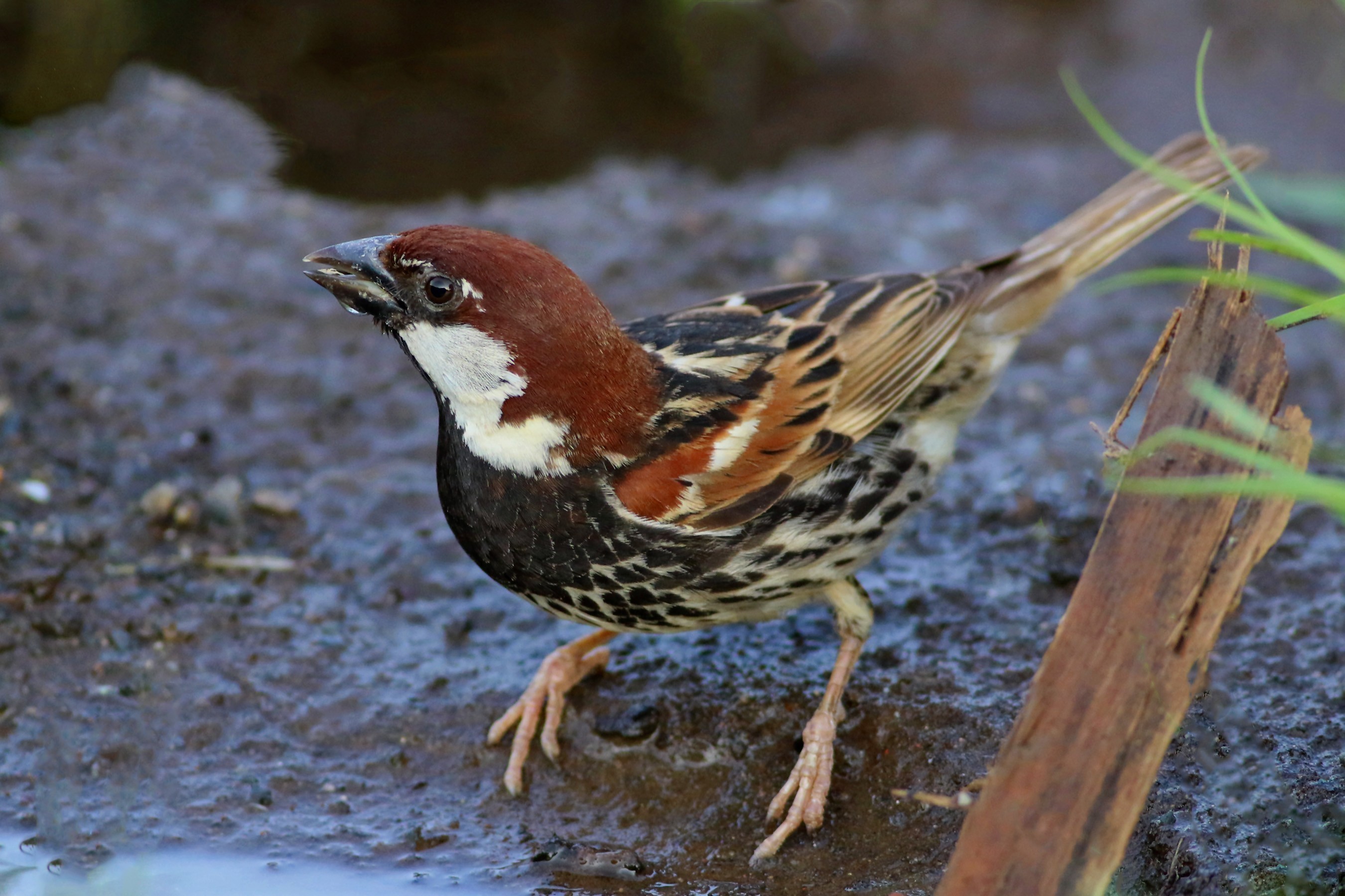 Spanish Sparrow
