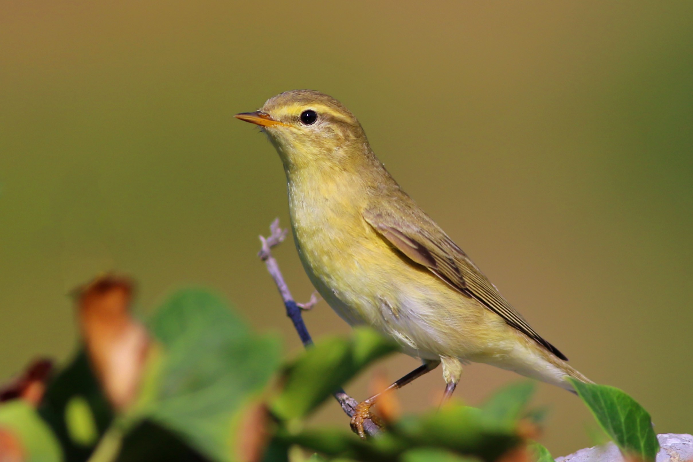 Willow Warbler